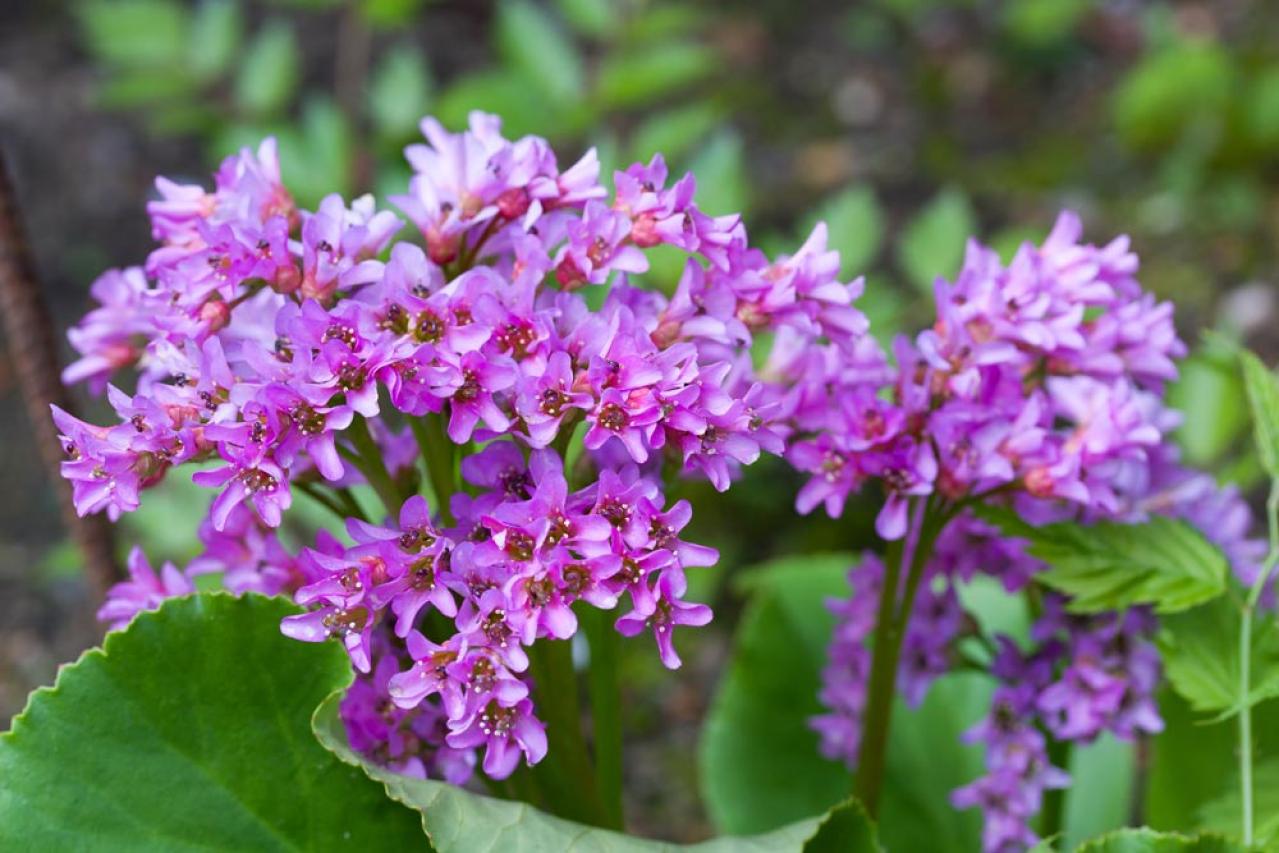 冬に咲き続ける花【7選】寒さに強い！葉牡丹、ワスレナグサ、ラナンキュラスなど育て方のポイント（画像11）