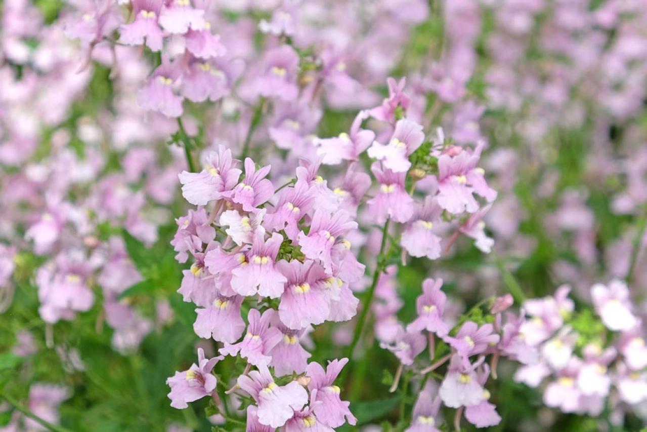 冬に咲き続ける花【7選】寒さに強い！葉牡丹、ワスレナグサ、ラナンキュラスなど育て方のポイント（画像5）