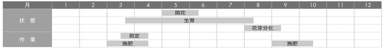 【ガーデニングQ&A】リキュウバイが芽吹かず、枯れてしまいました。正しい剪定方法は？（画像3）