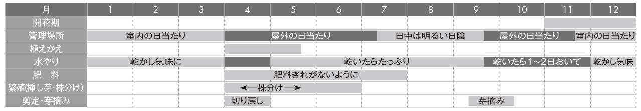 【ガーデニングQ&A】何年か育てているシャコバサボテンの花数が年々減っています。正しい育て方は？（画像3）