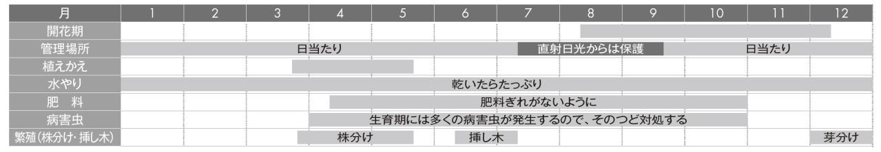 【ガーデニングQ&A】鉢植えのキクが2年目は小さな花しか咲きませんでした。植えかえは必要？（画像3）