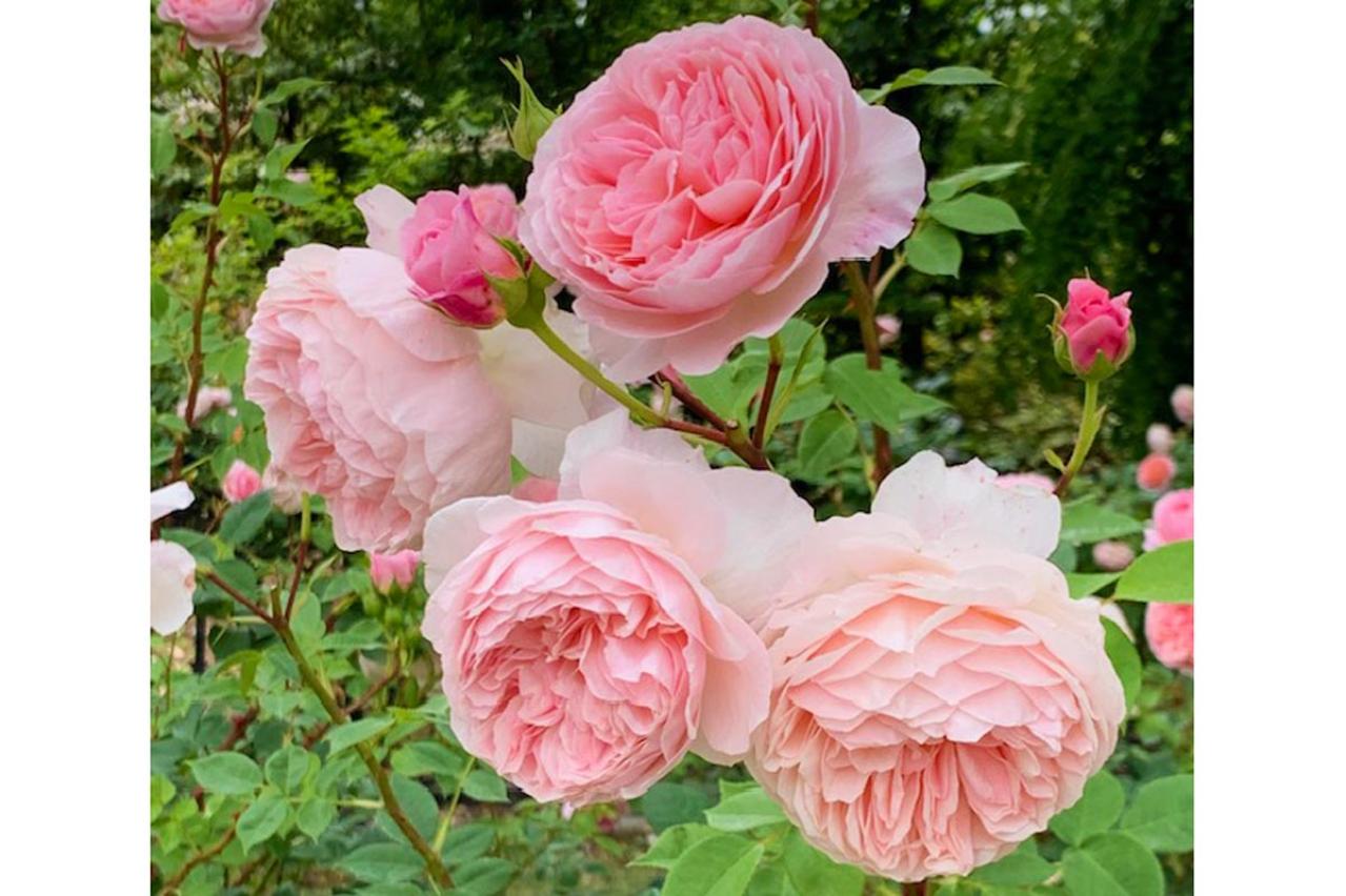 12月のバラ作業：初心者でもできる簡単お手入れ法と見逃せない品種選びのコツ【ガーデニング】