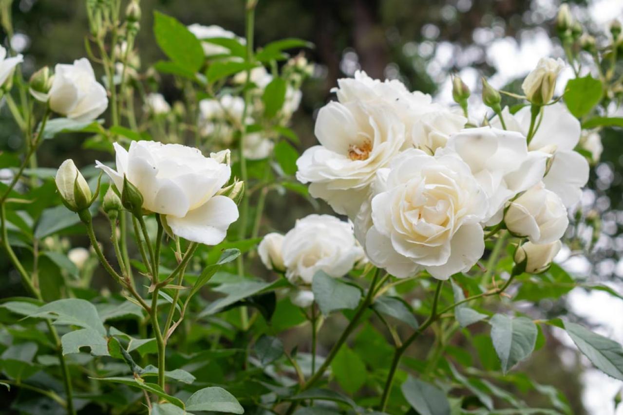 12月のバラ作業：初心者でもできる簡単お手入れ法と見逃せない品種選びのコツ【ガーデニング】（画像5）