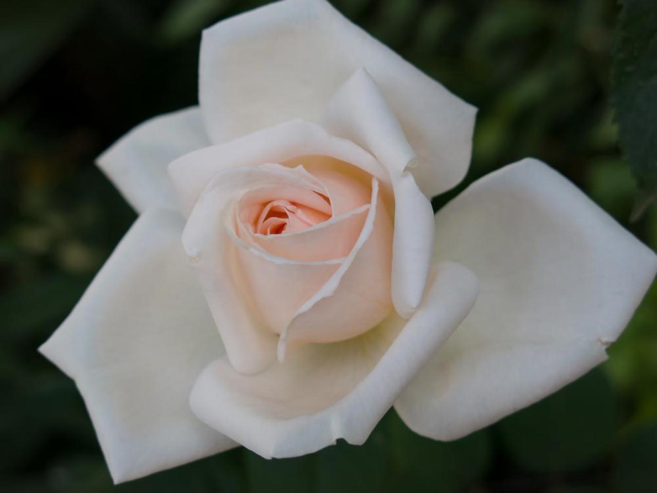 12月のバラ作業：初心者でもできる簡単お手入れ法と見逃せない品種選びのコツ【ガーデニング】（画像2）