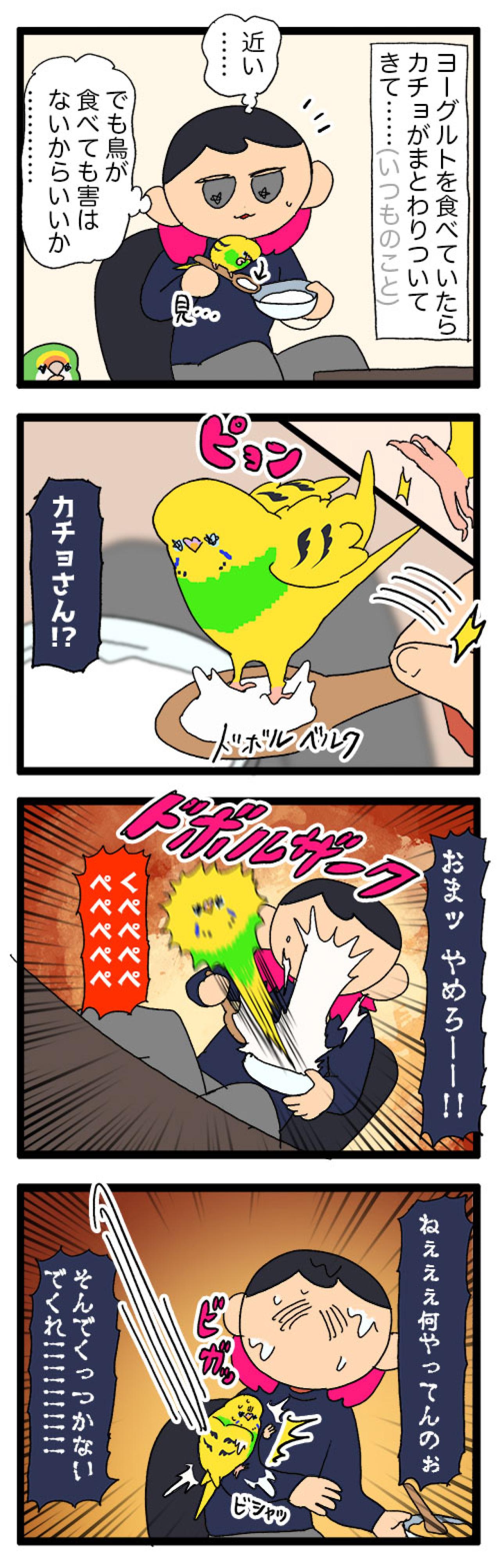 飼い主の食べているヨーグルトにダイブしたインコの末路【鳥マンガ #171】（画像4）