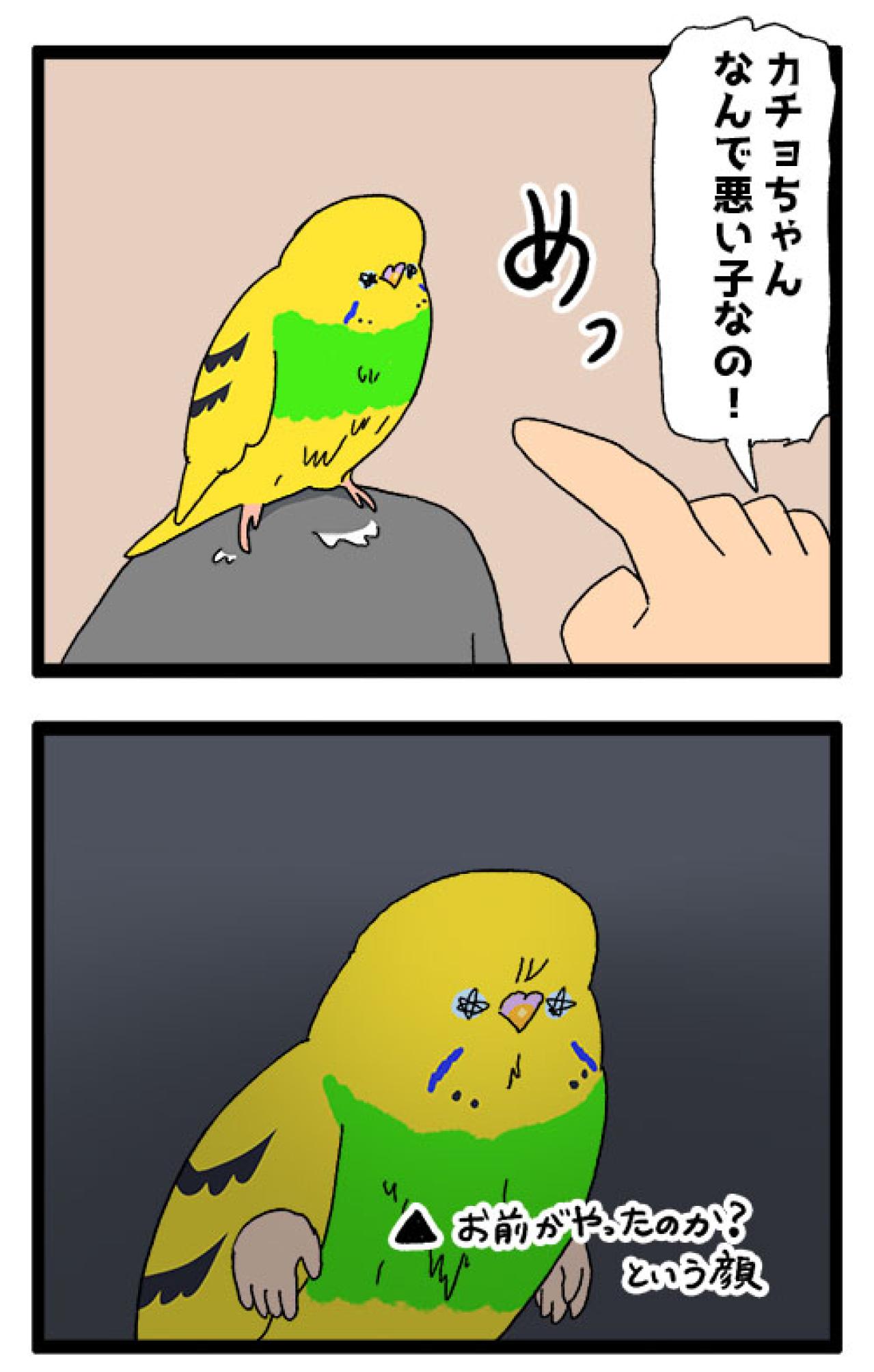 飼い主の食べているヨーグルトにダイブしたインコの末路【鳥マンガ #171】（画像5）