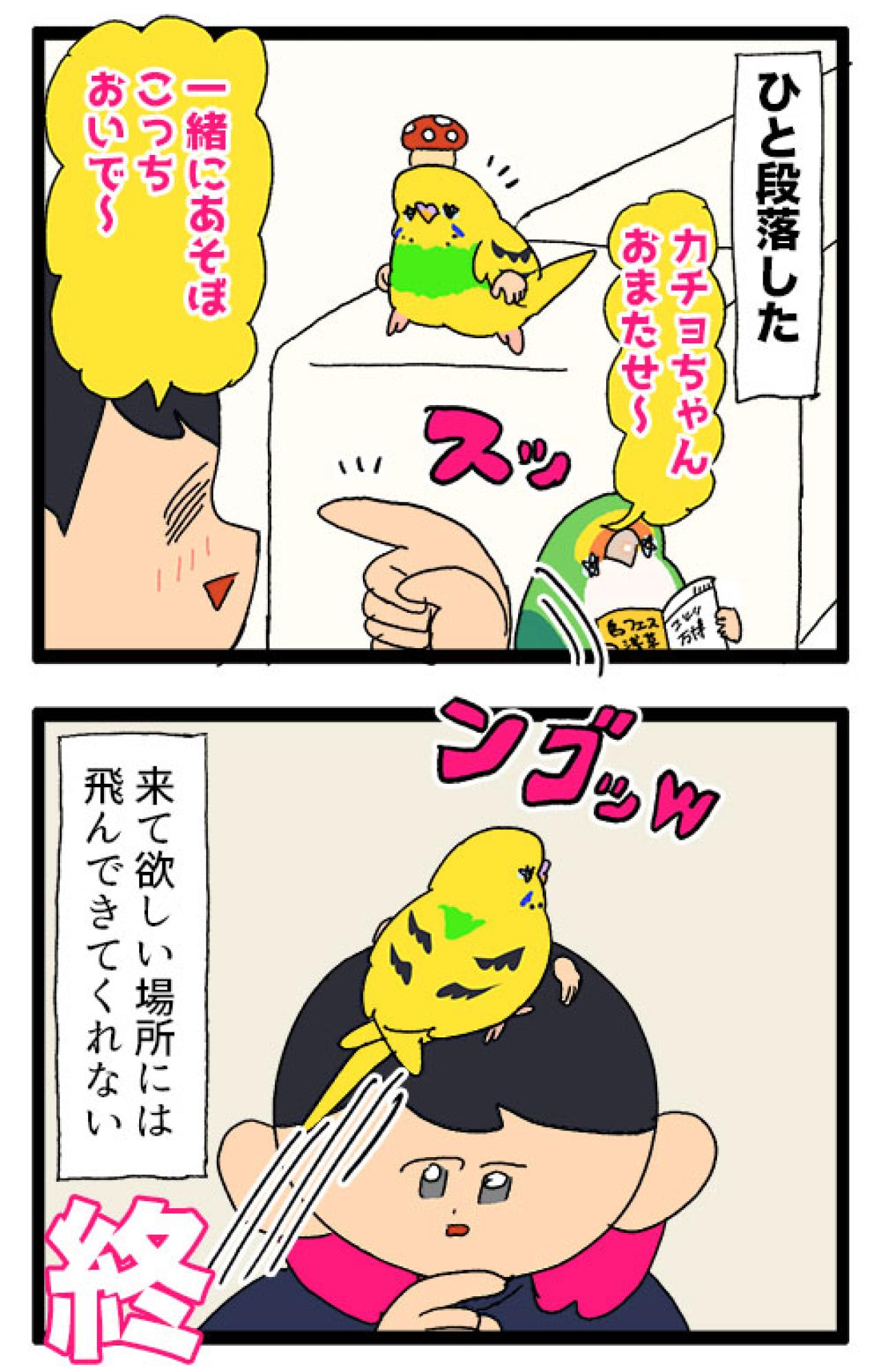 キッチンを克服したインコのカチョ！それでもできないことは…？【鳥マンガ #170】（画像7）