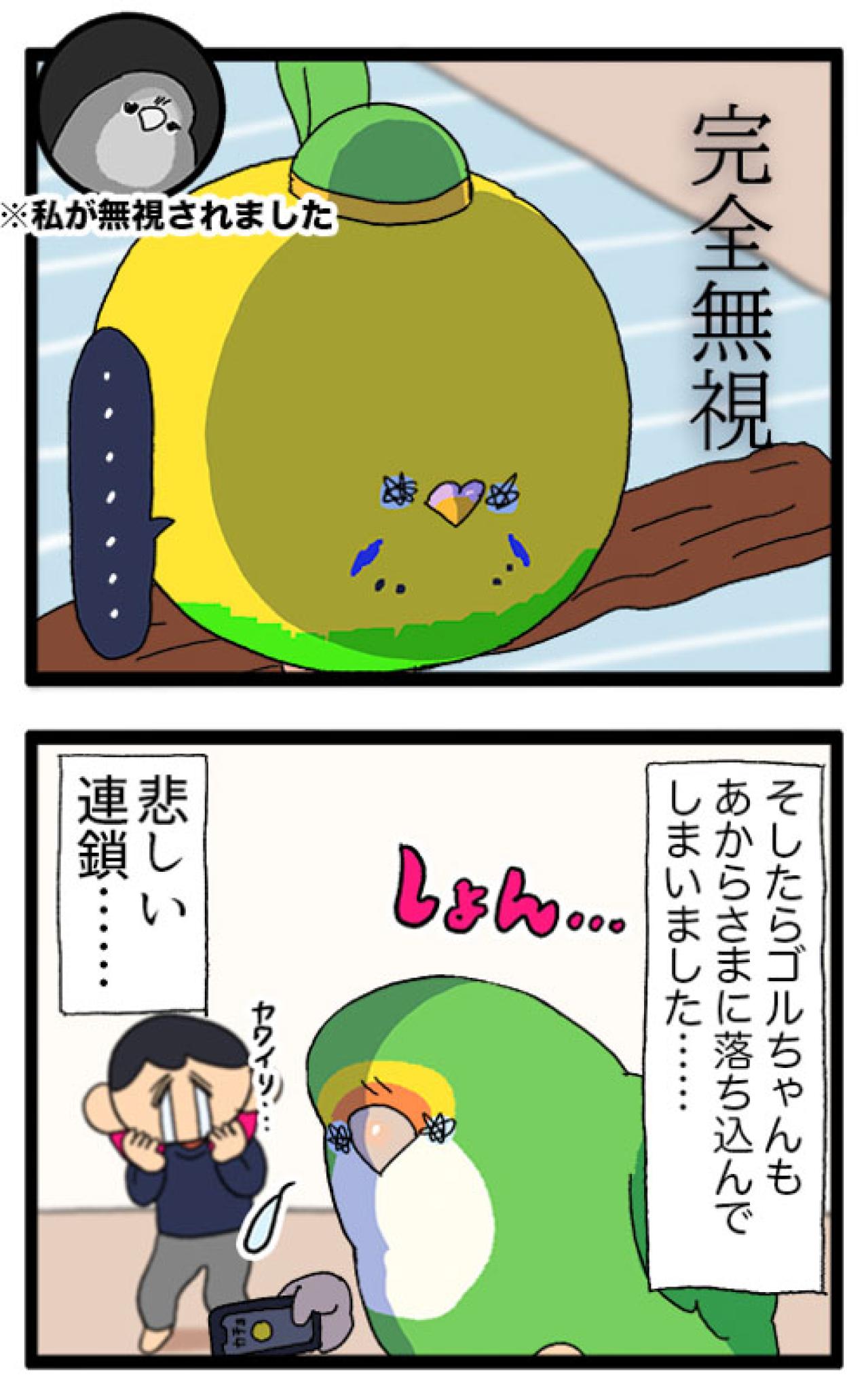 インコの換羽期。元気のないカチョを見た女帝ゴルちゃんの態度にびっくり！【鳥マンガ #172】（画像6）