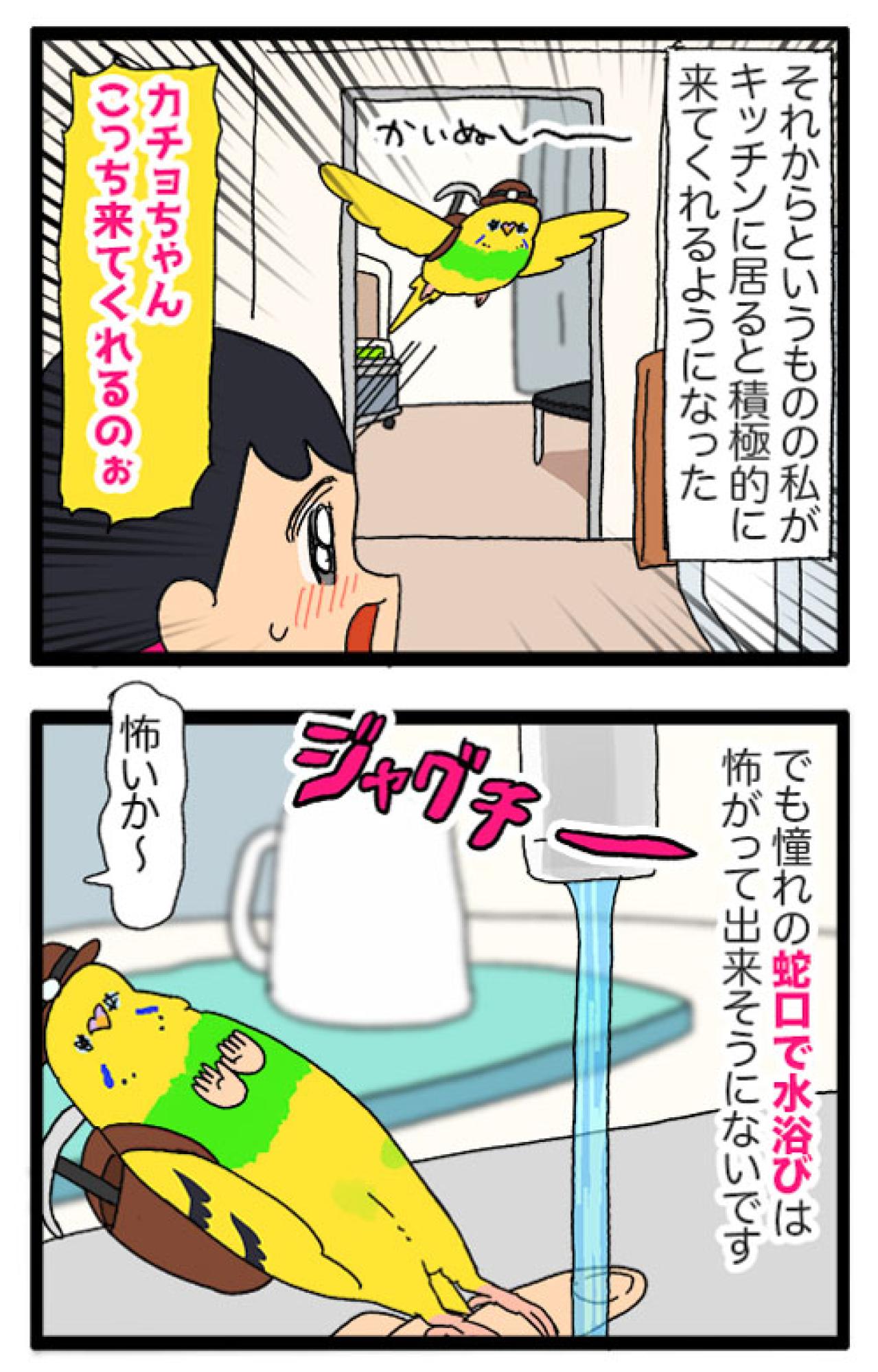 キッチンを克服したインコのカチョ！それでもできないことは…？【鳥マンガ #170】（画像5）