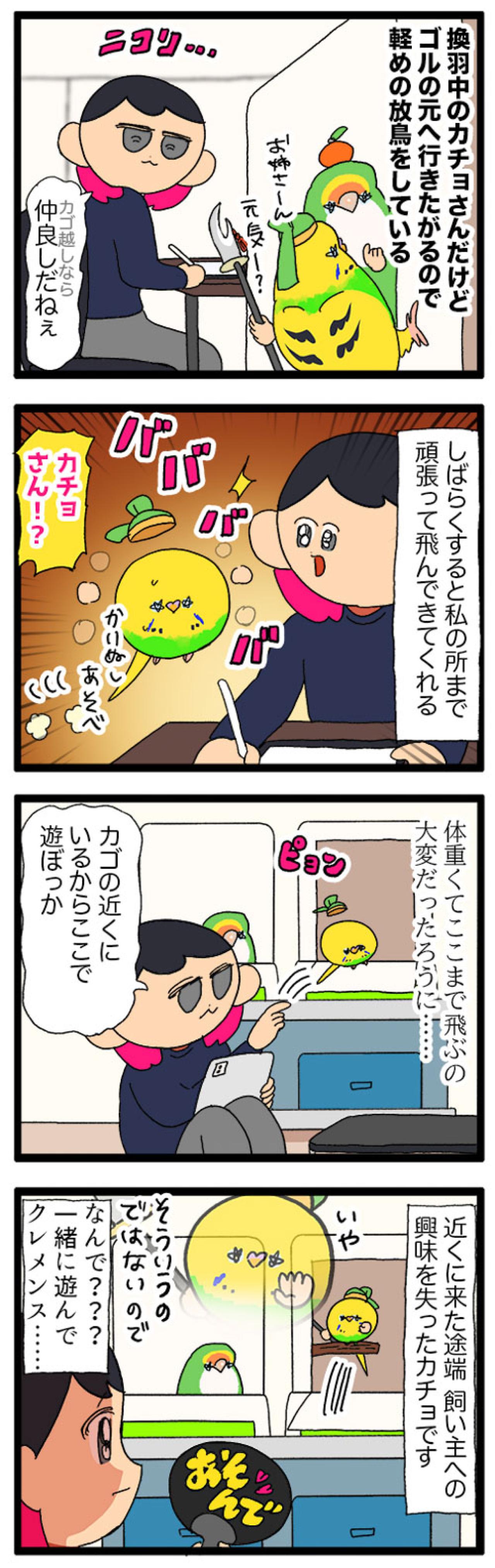 セキセイインコのツンデレ感がたまらない！カチョリエルと飼い主の愛しい駆け引き【鳥マンガ #173】（画像4）