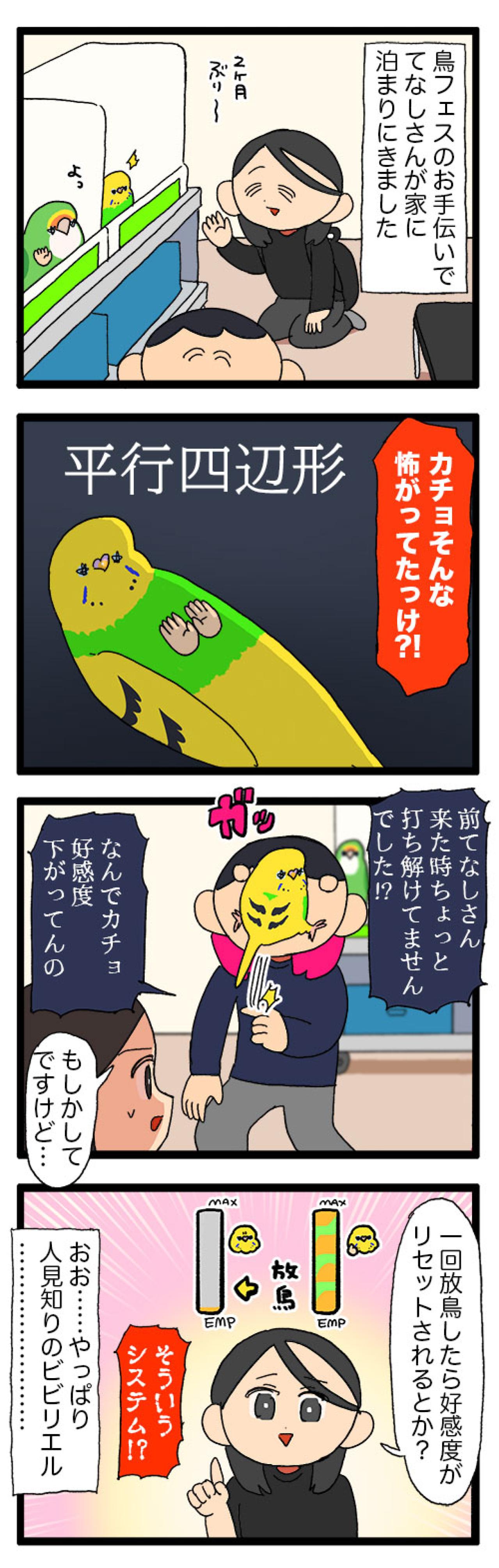インコの換羽期。元気のないカチョを見た女帝ゴルちゃんの態度にびっくり！【鳥マンガ #172】（画像4）