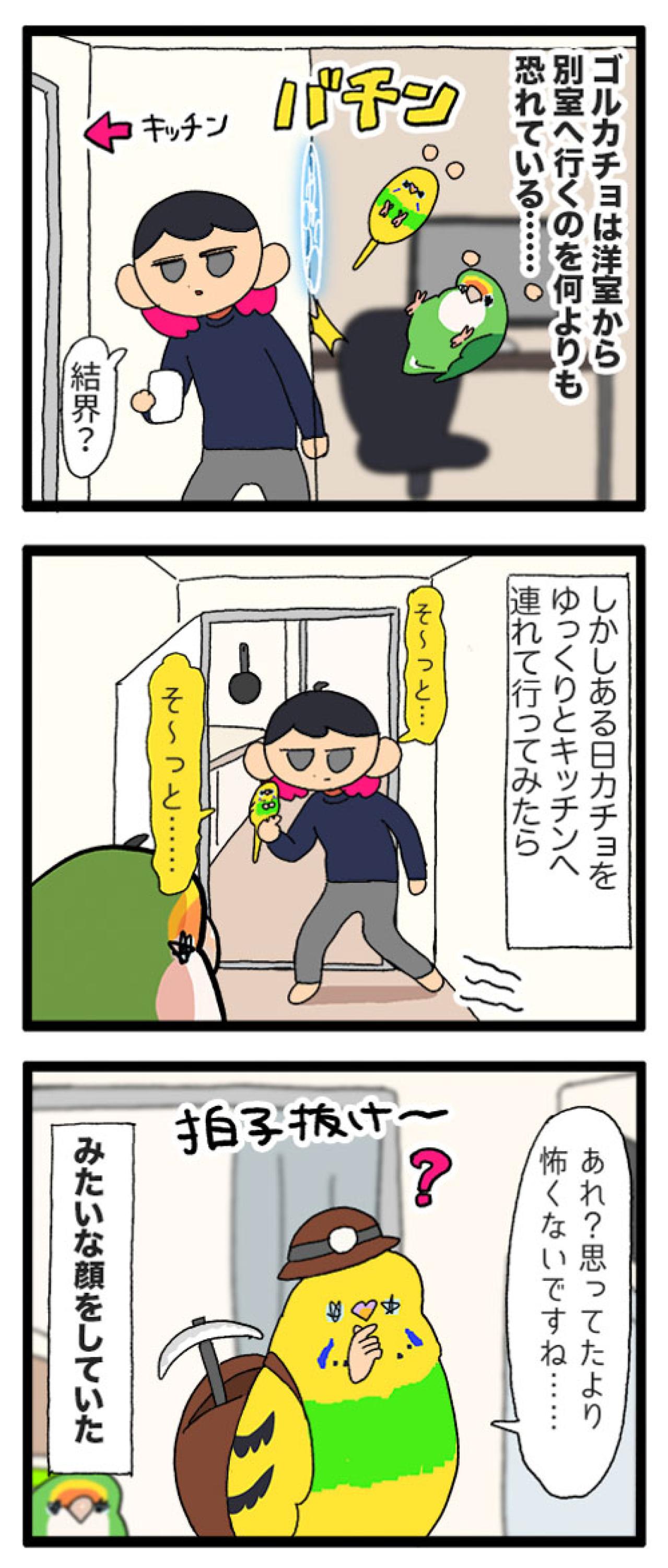 キッチンを克服したインコのカチョ！それでもできないことは…？【鳥マンガ #170】（画像4）