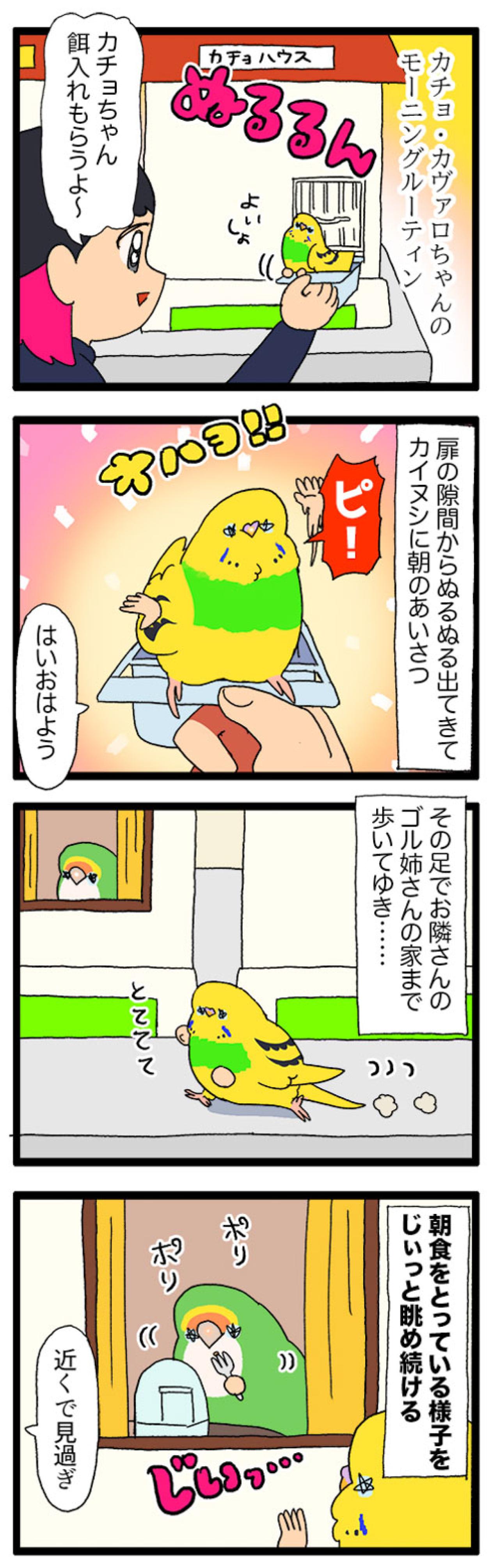 飼い主と先輩インコに律儀に挨拶！面白すぎるインコ・カチョの日常【鳥マンガ #169】（画像4）