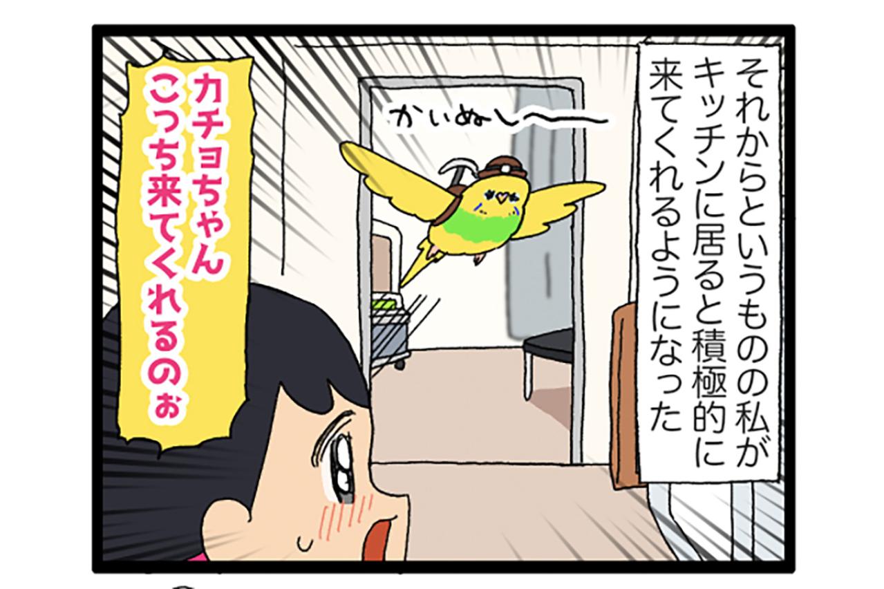 キッチンを克服したインコのカチョ！それでもできないことは…？【鳥マンガ #170】