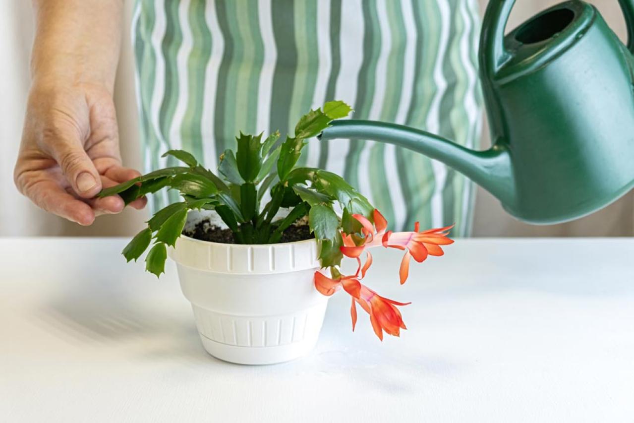 冬の室内ガーデニングを華やかに！咲き続ける鉢花［8選］と育て方のコツ（画像12）