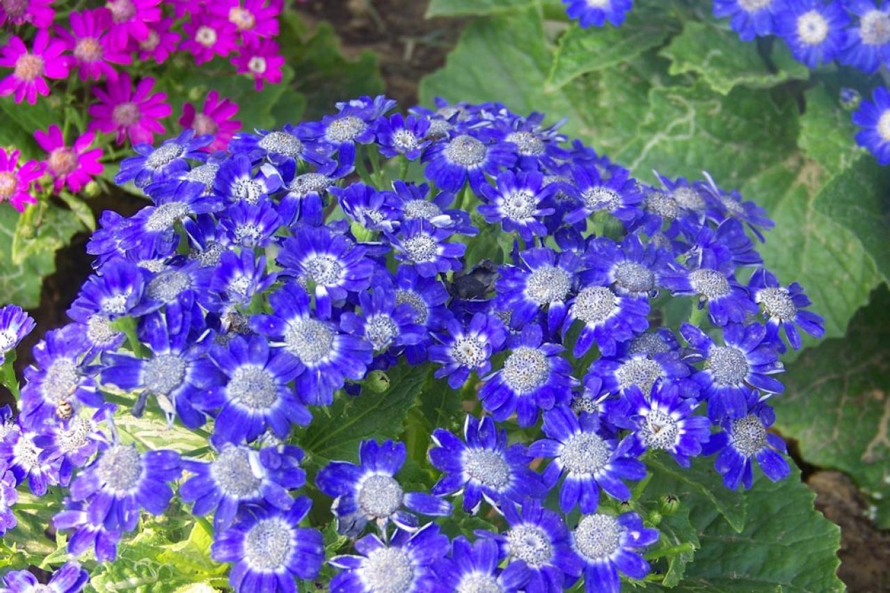 冬の室内ガーデニングを華やかに！咲き続ける鉢花［8選］と育て方のコツ（画像9）