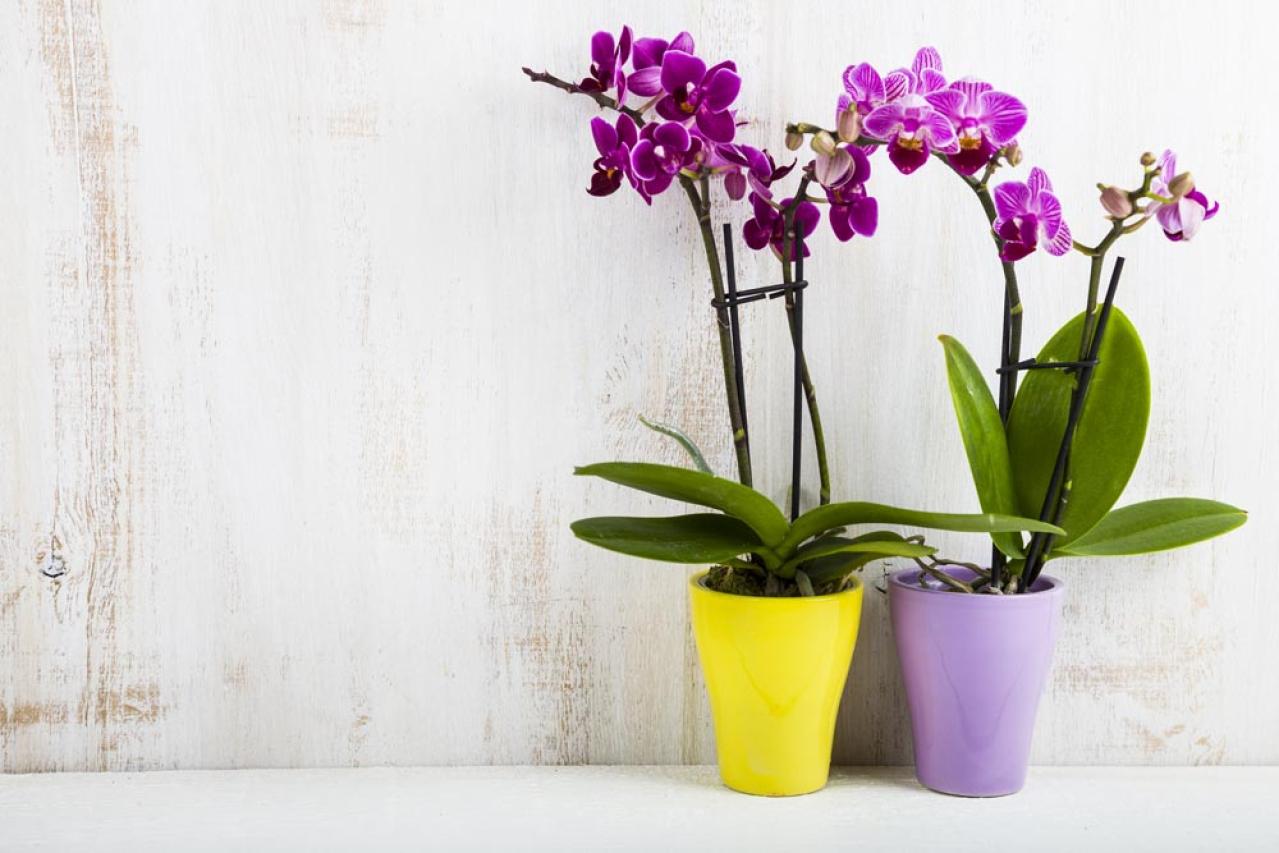 冬の室内ガーデニングを華やかに！咲き続ける鉢花［8選］と育て方のコツ（画像10）