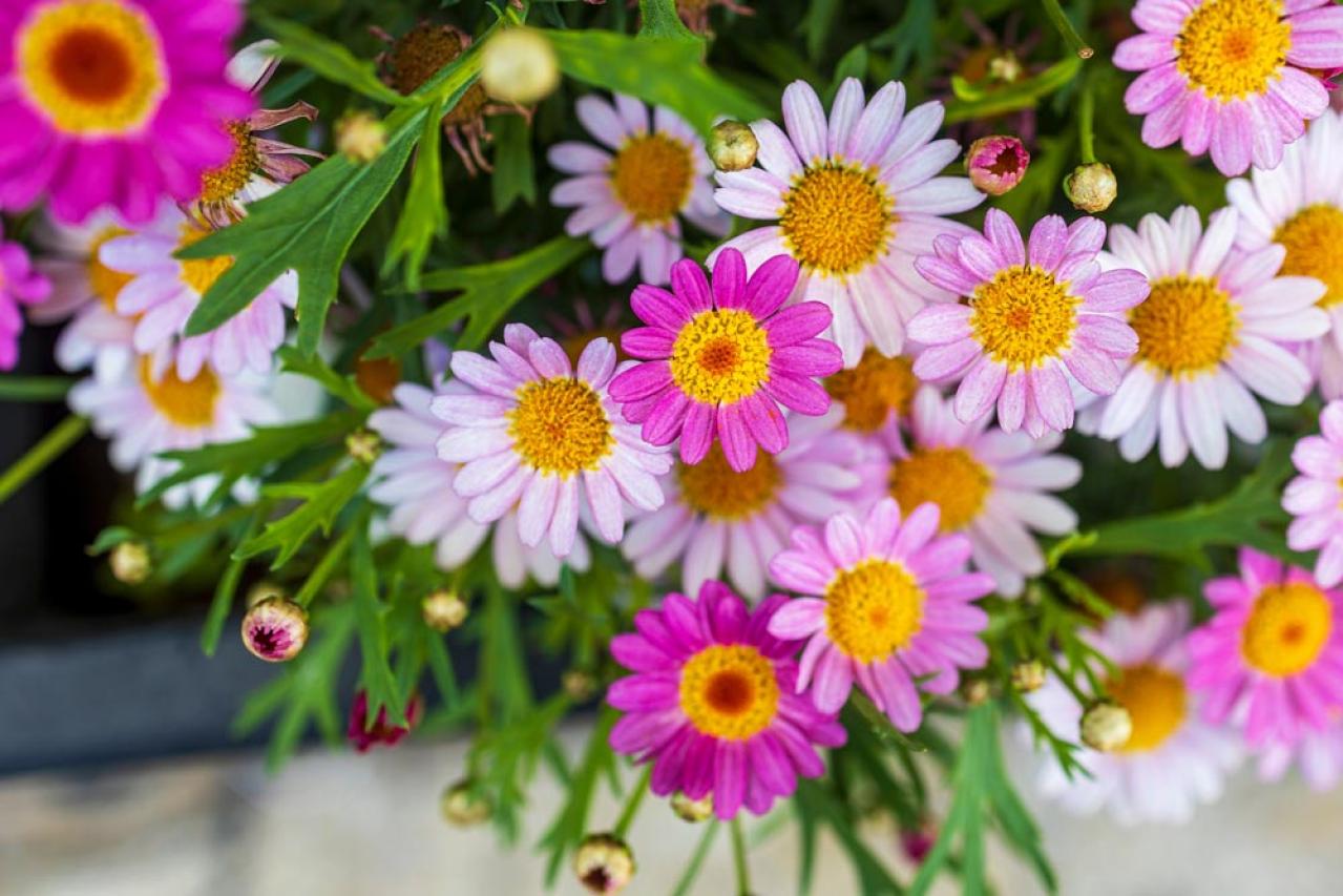 冬の室内ガーデニングを華やかに！咲き続ける鉢花［8選］と育て方のコツ（画像2）