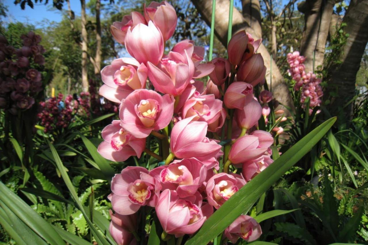 冬の室内ガーデニングを華やかに！咲き続ける鉢花［8選］と育て方のコツ（画像4）