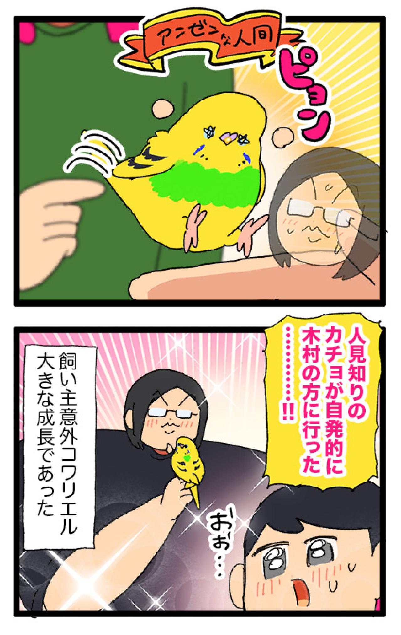 人見知りインコのカチョ。ついに来客に心を開く！【鳥マンガ #177】（画像7）