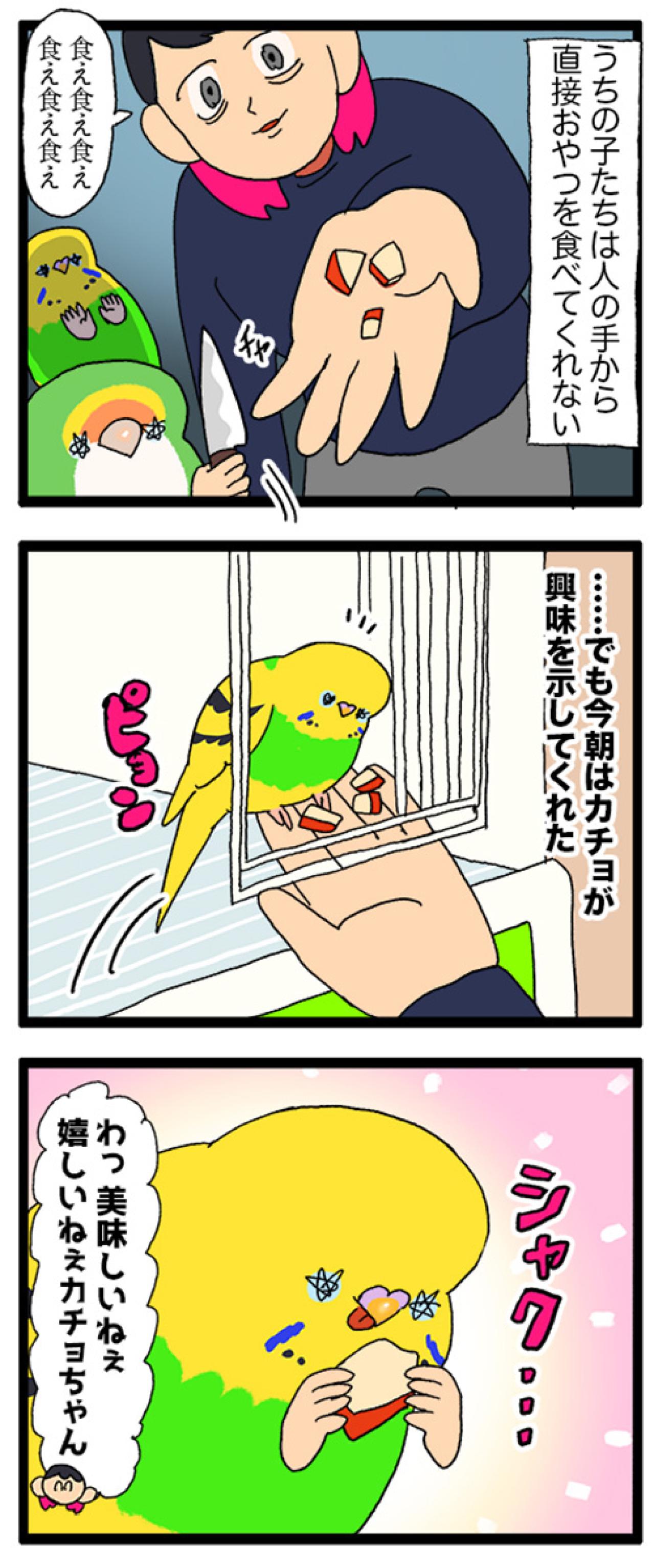 手に乗せたおやつに初めて興味を持ったインコ！果たして反応は？【鳥マンガ #174】（画像6）