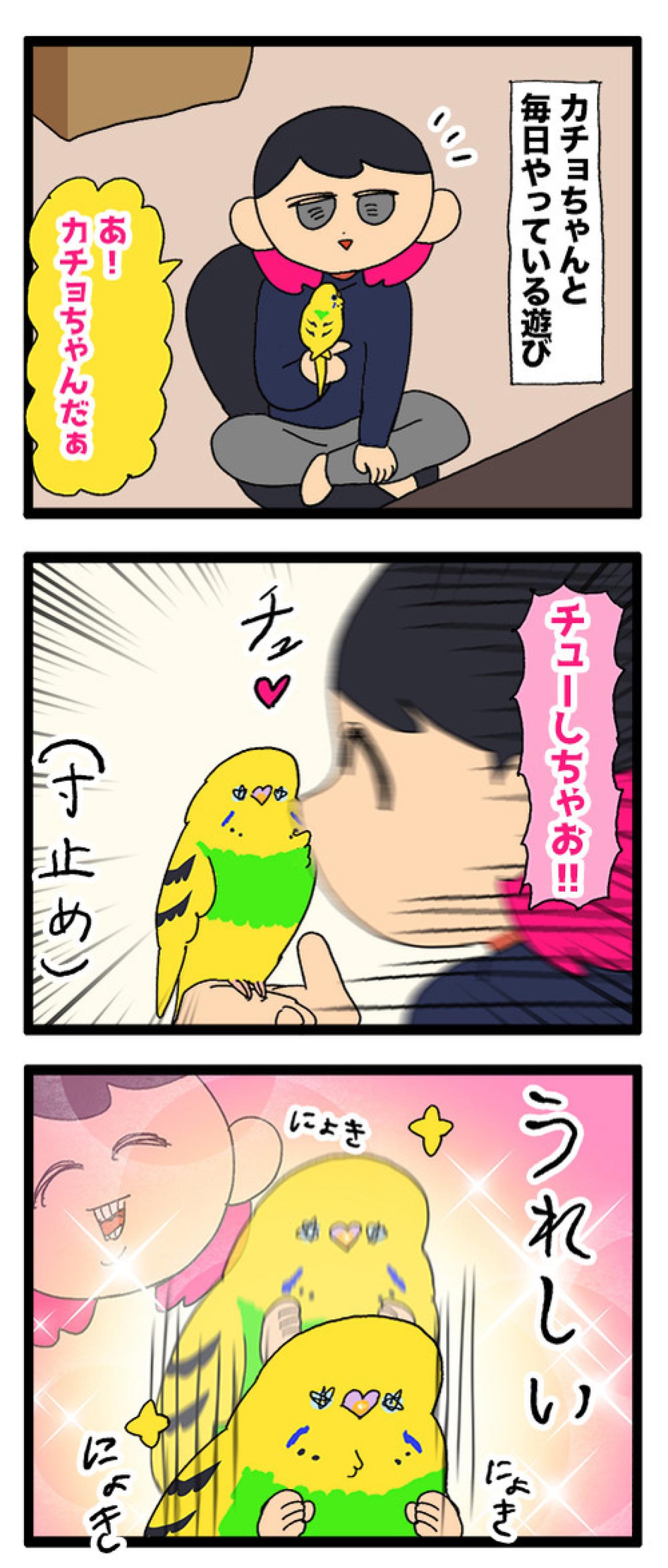 人見知りインコのカチョ。ついに来客に心を開く！【鳥マンガ #177】（画像4）