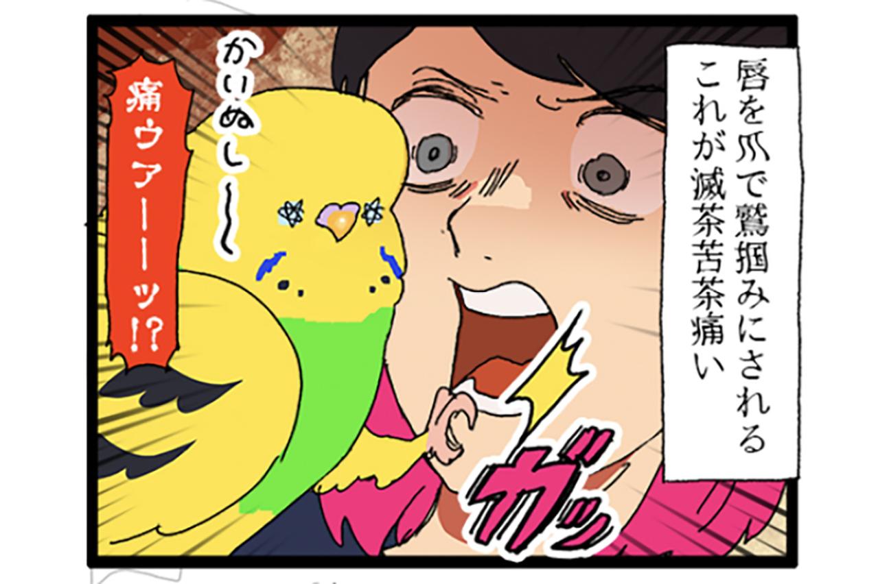 痛い！悪気なく飼い主の急所を狙ってくるセキセイインコ・カチョ【鳥マンガ #175】