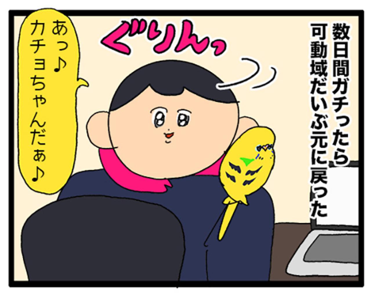 手に乗せたおやつに初めて興味を持ったインコ！果たして反応は？【鳥マンガ #174】（画像5）
