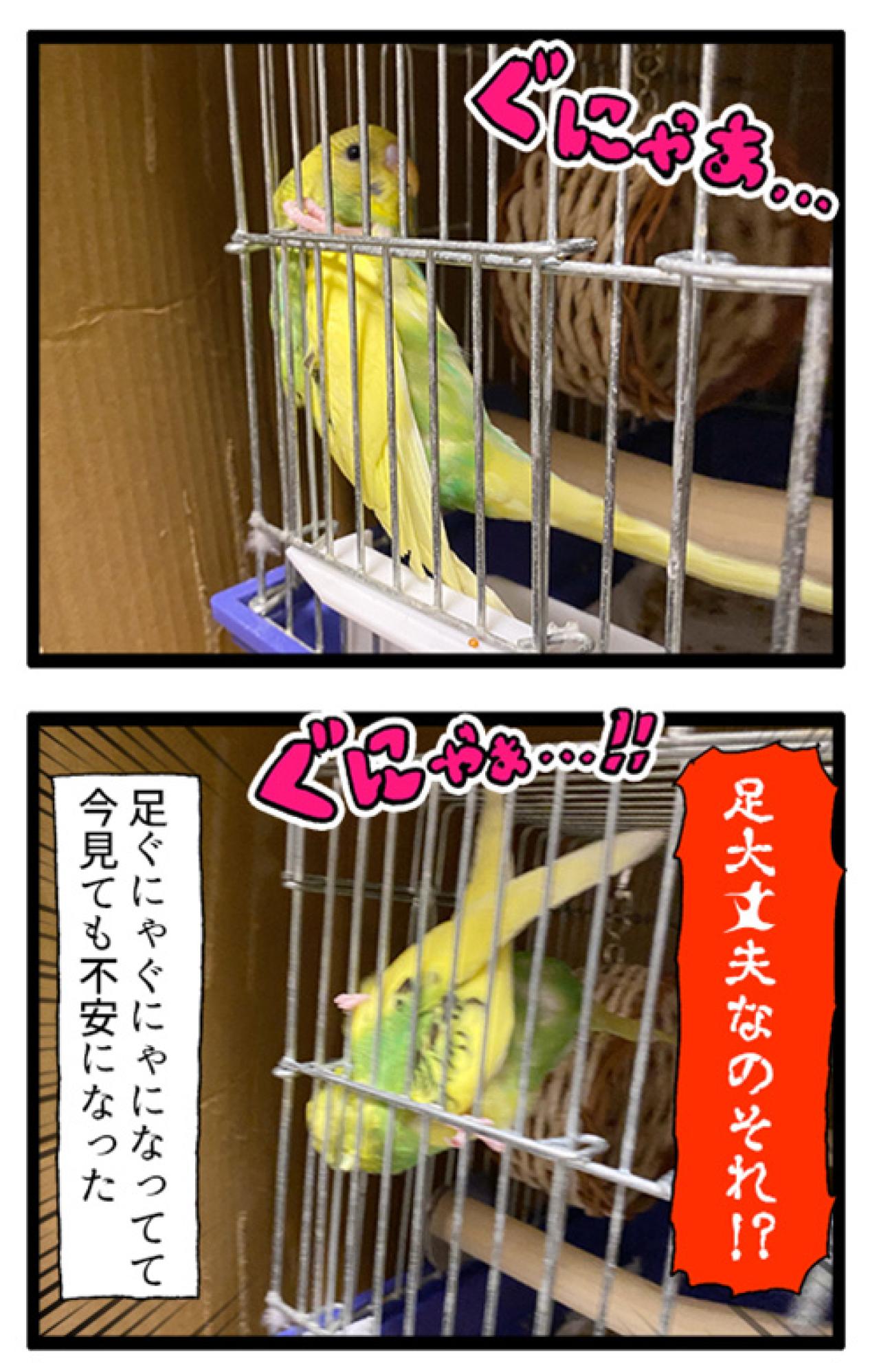 痛い！悪気なく飼い主の急所を狙ってくるセキセイインコ・カチョ【鳥マンガ #175】（画像5）