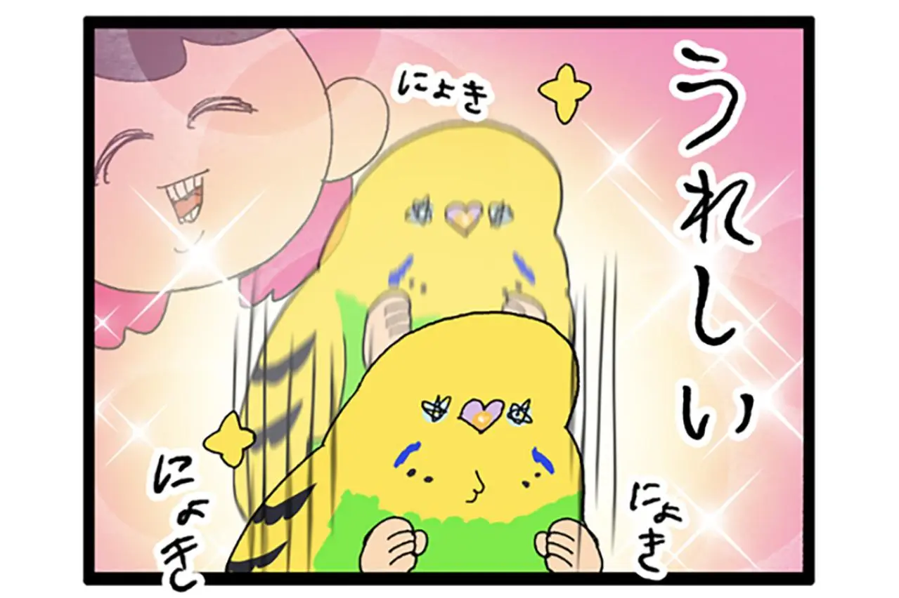 人見知りインコのカチョ。ついに来客に心を開く！【鳥マンガ #177