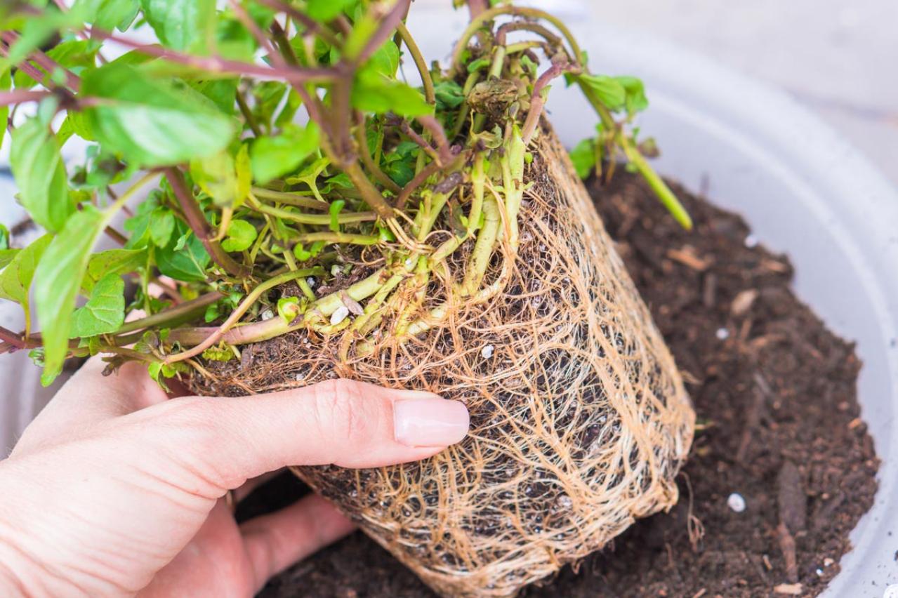 植物がぐんぐん育つ！鉢植えの用土選びのコツ。通気性・排水性を高めた配合土を作るには？