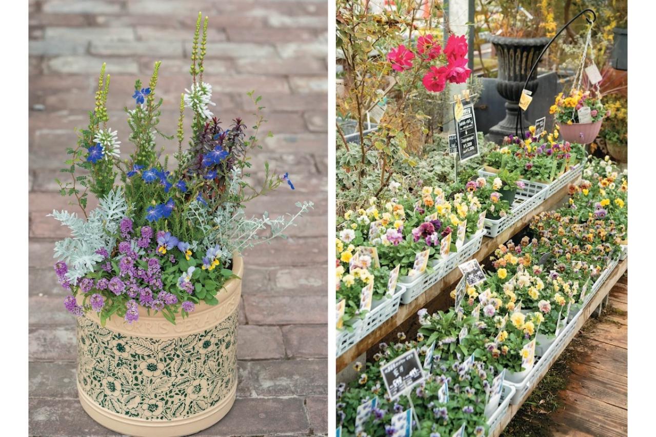 YouTubeが大人気【オニちゃん】直伝！寒さに負けない寄せ植えの作り方とは？