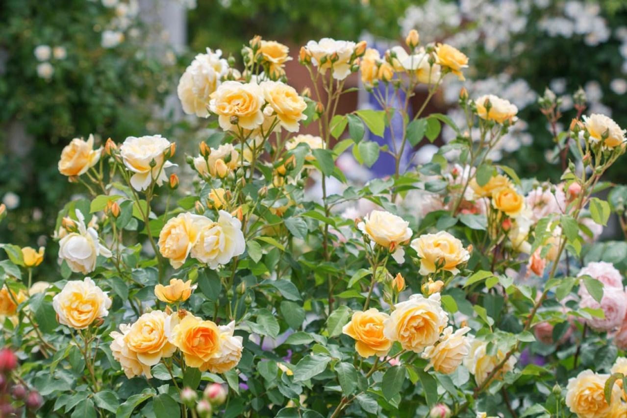 ガーデニング初心者必見！香り豊かで美しい【歴史的名花バラ】の選び方と魅力（画像2）