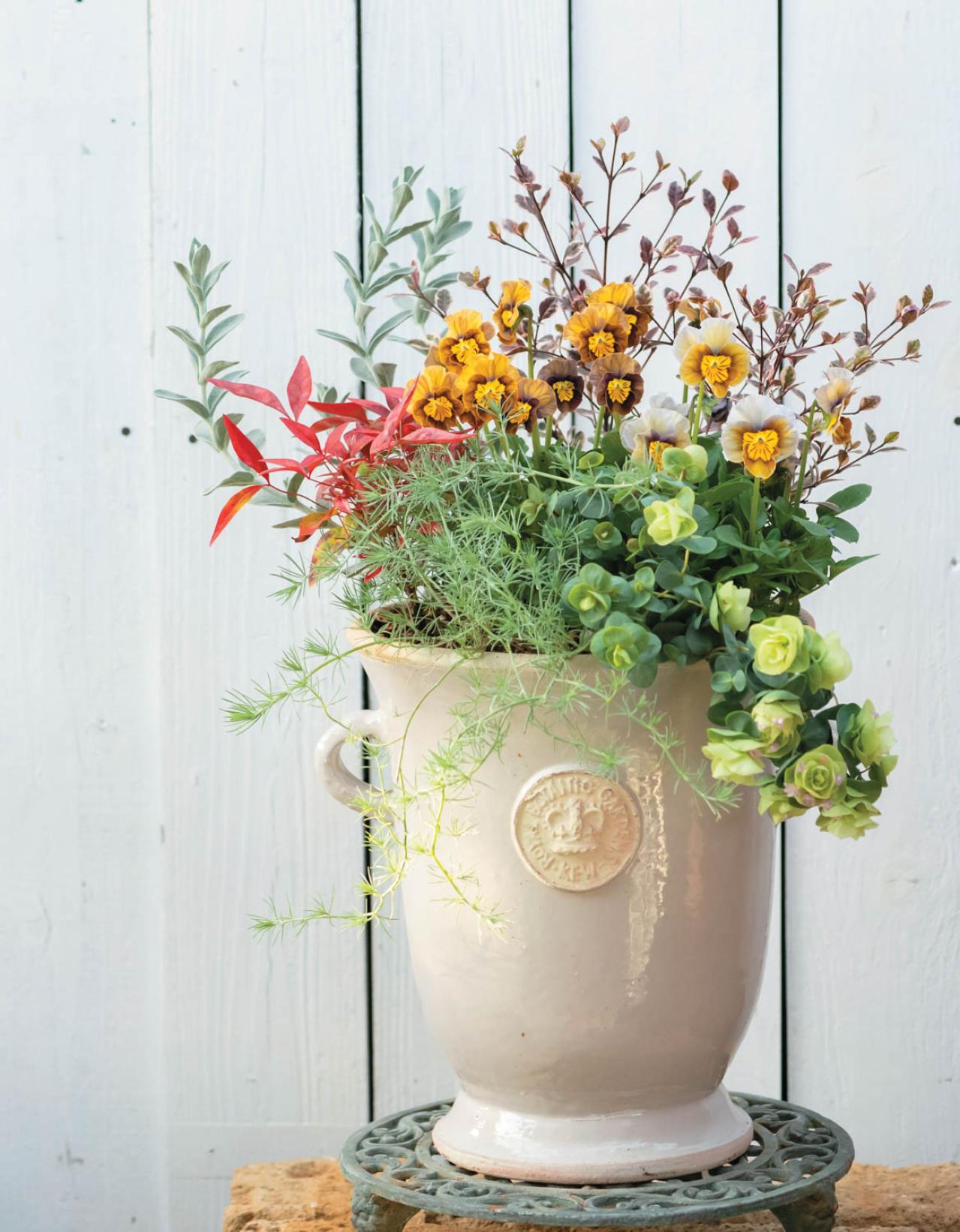 12月に作って春まで長く楽しむ！【オニちゃんの冬の寄せ植え】2選（画像2）