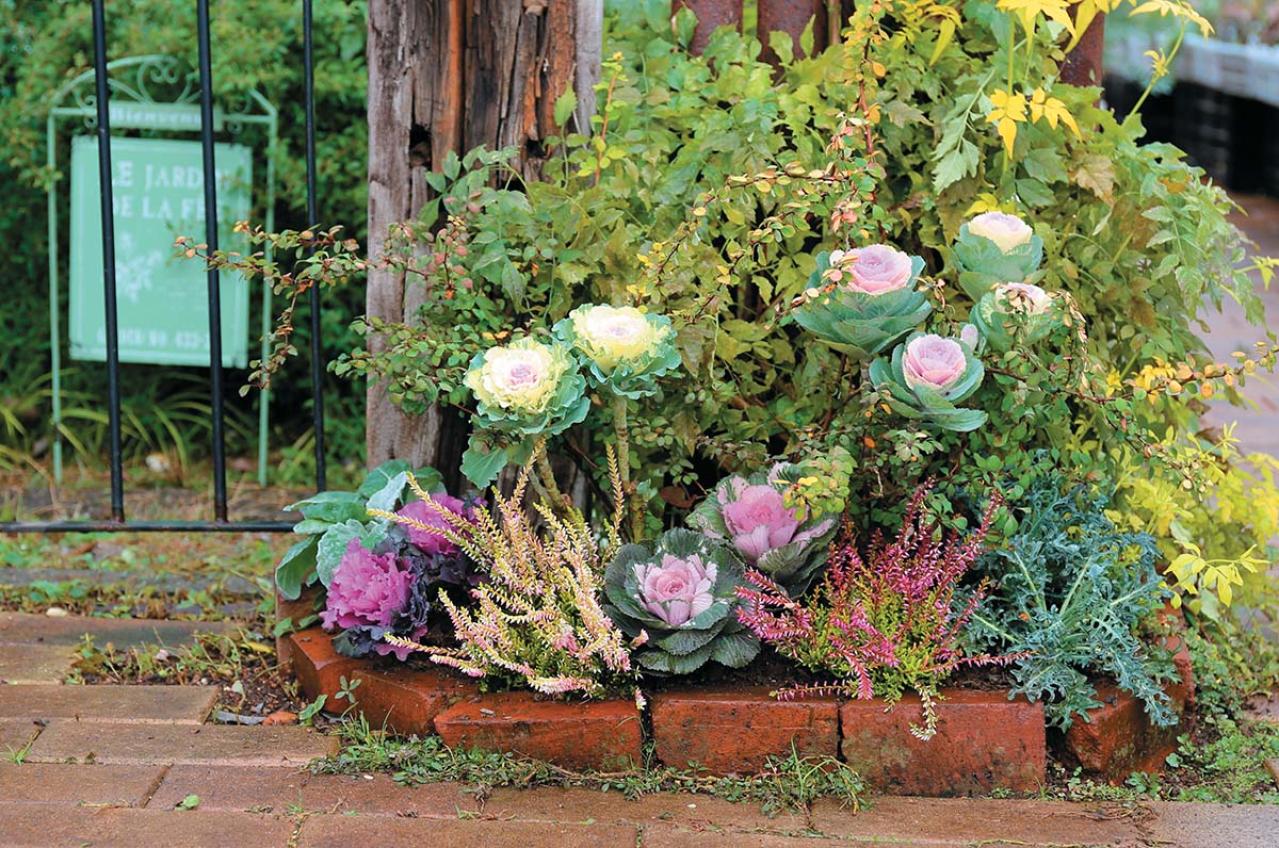 人気園芸店【フローラ黒田園芸】発！ 寒さに強いハボタンで作る冬でも華やかなミニ花壇（画像9）