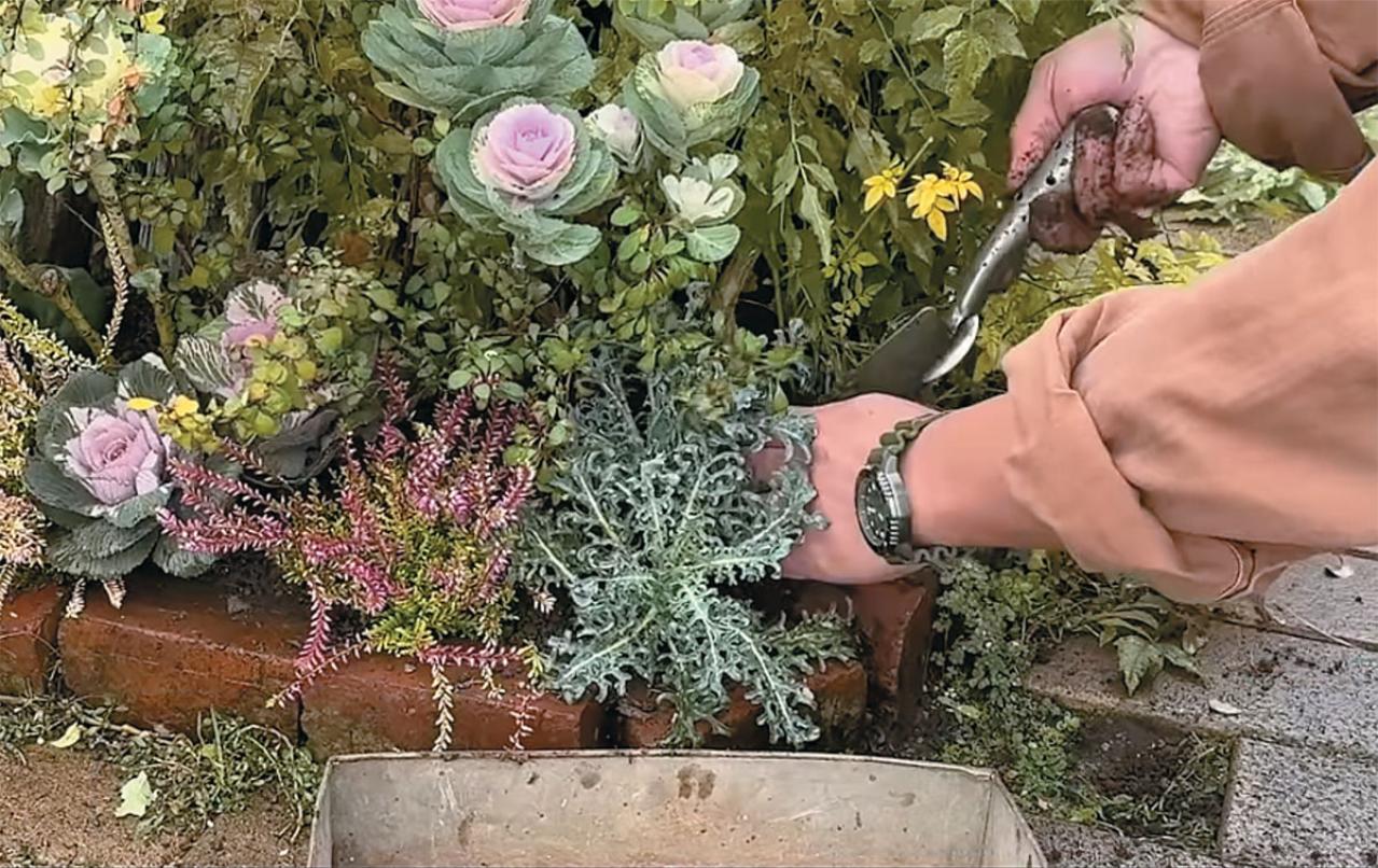 人気園芸店【フローラ黒田園芸】発！ 寒さに強いハボタンで作る冬でも華やかなミニ花壇（画像7）