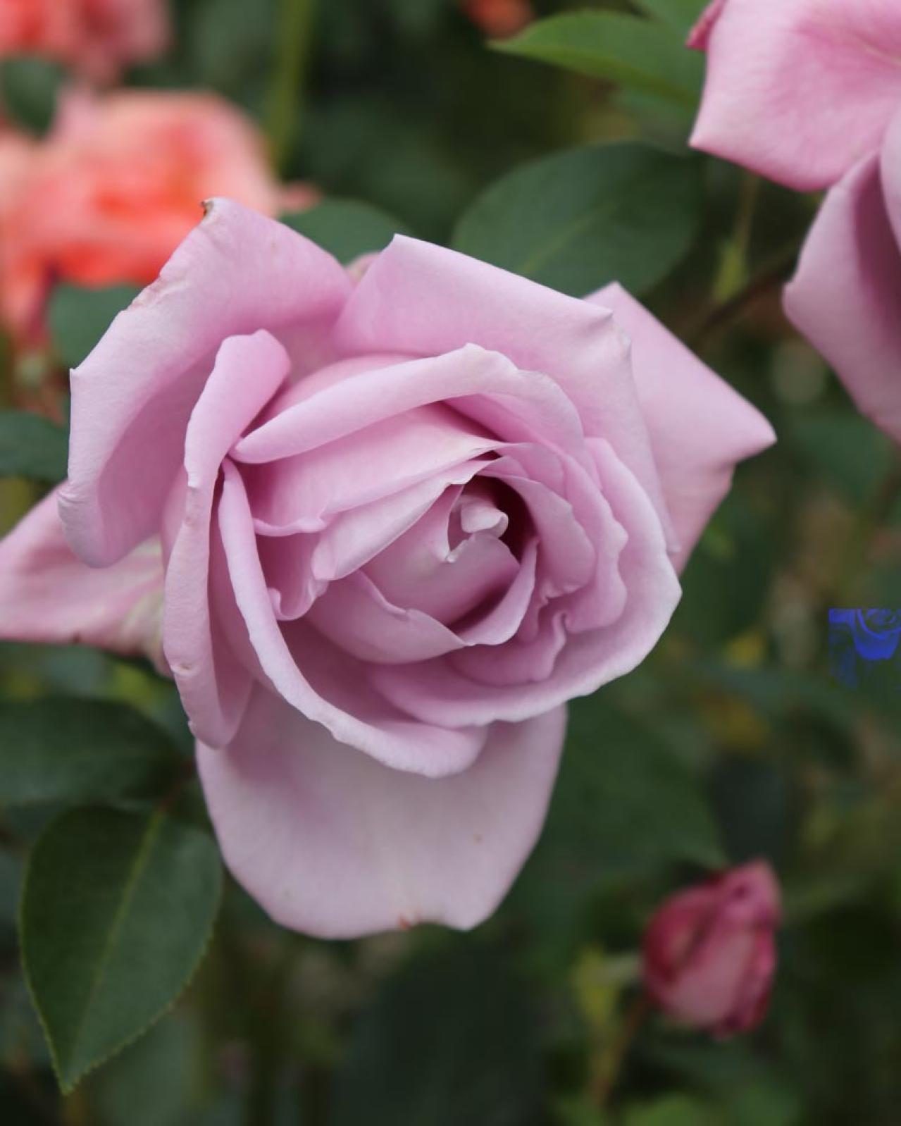 ガーデニング初心者必見！香り豊かで美しい【歴史的名花バラ】の選び方と魅力（画像6）