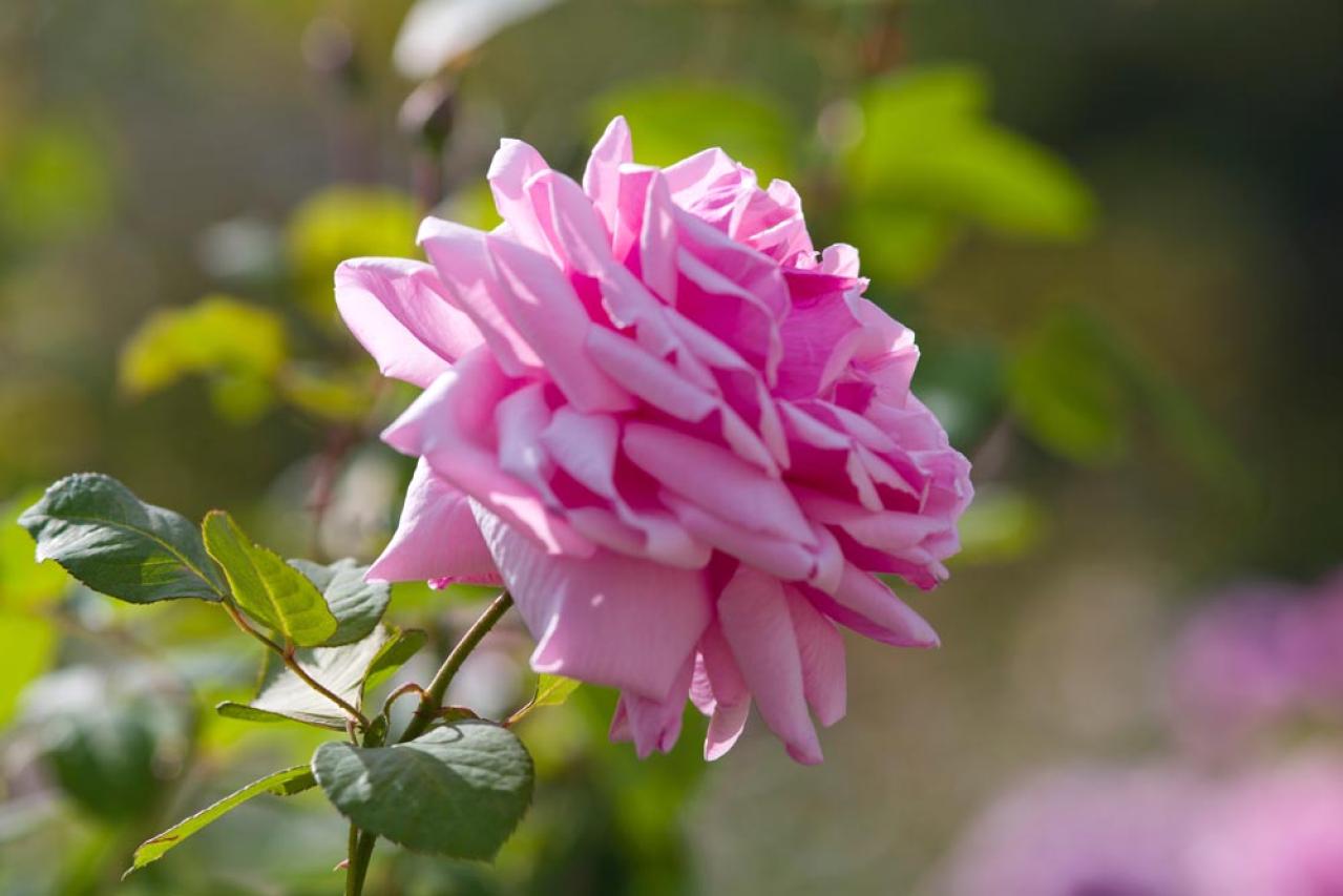 ガーデニング初心者必見！香り豊かで美しい【歴史的名花バラ】の選び方と魅力（画像3）