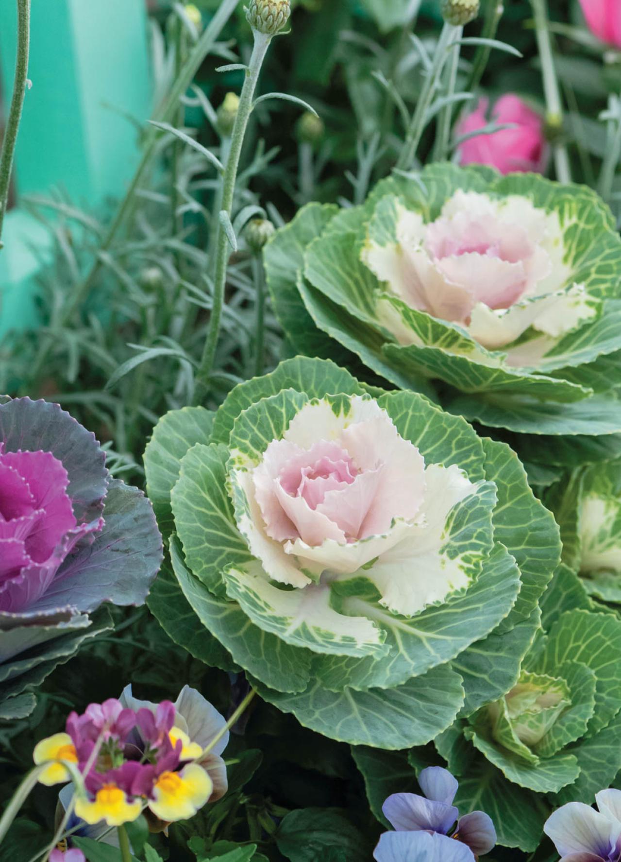 12月に作って春まで長く楽しむ！【オニちゃんの冬の寄せ植え】2選（画像7）