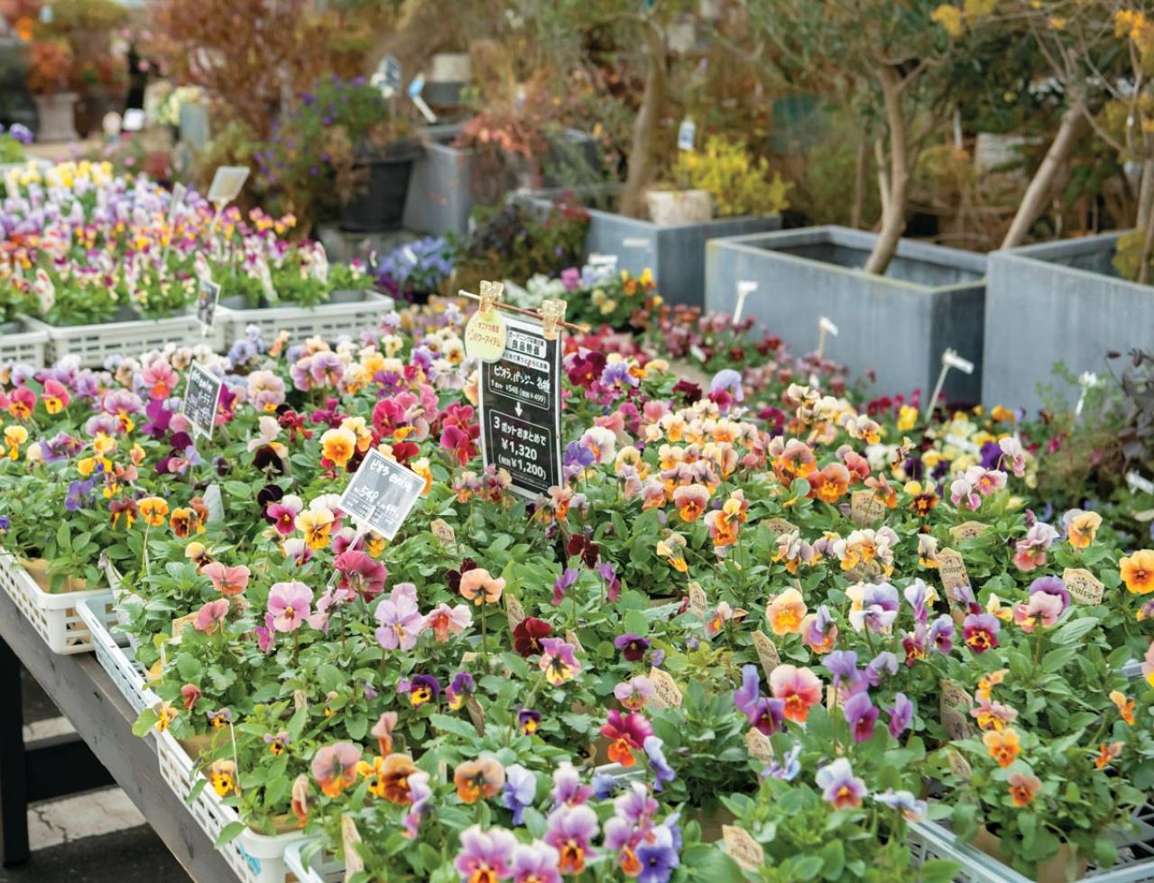 YouTubeが大人気【オニちゃん】直伝！寒さに負けない寄せ植えの作り方とは？（画像2）