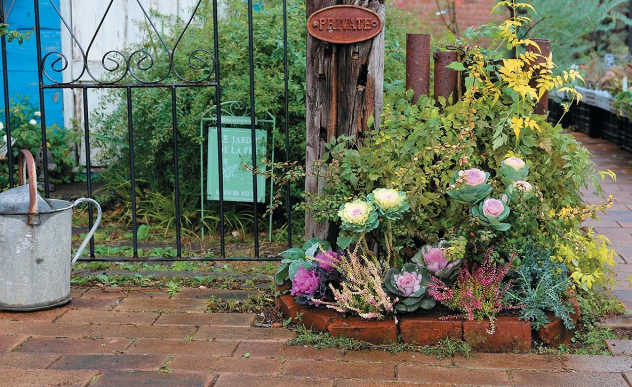 人気園芸店【フローラ黒田園芸】発！ 寒さに強いハボタンで作る冬でも華やかなミニ花壇（画像2）