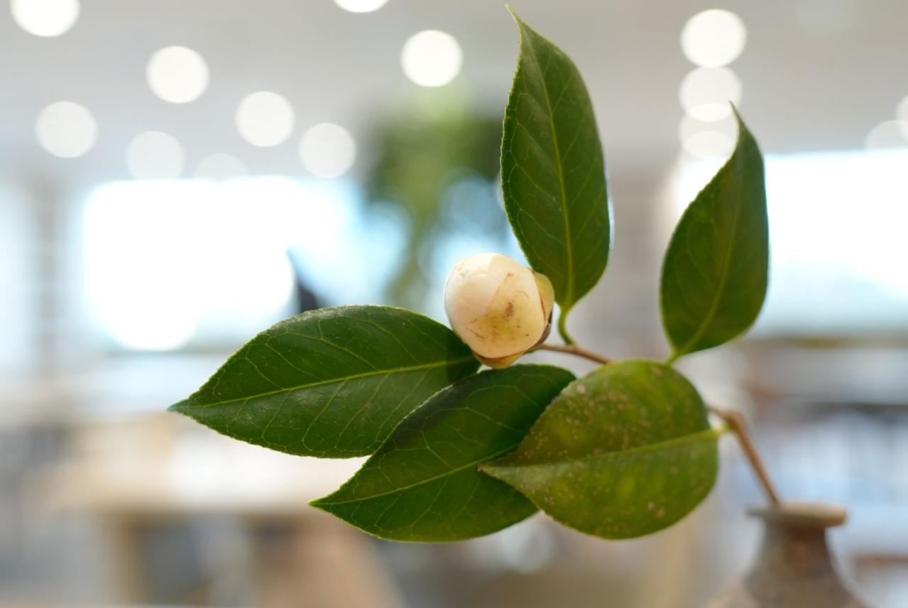 茶道が一気に身近に！抹茶ブームの今「chabako」（茶箱）で楽しむスマート茶会　潜入ルポ（画像7）