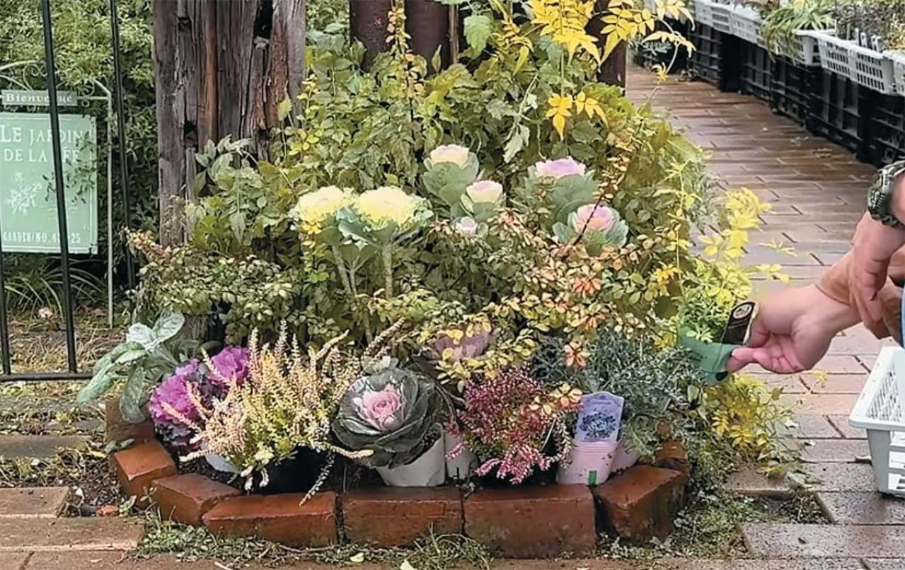人気園芸店【フローラ黒田園芸】発！ 寒さに強いハボタンで作る冬でも華やかなミニ花壇（画像6）