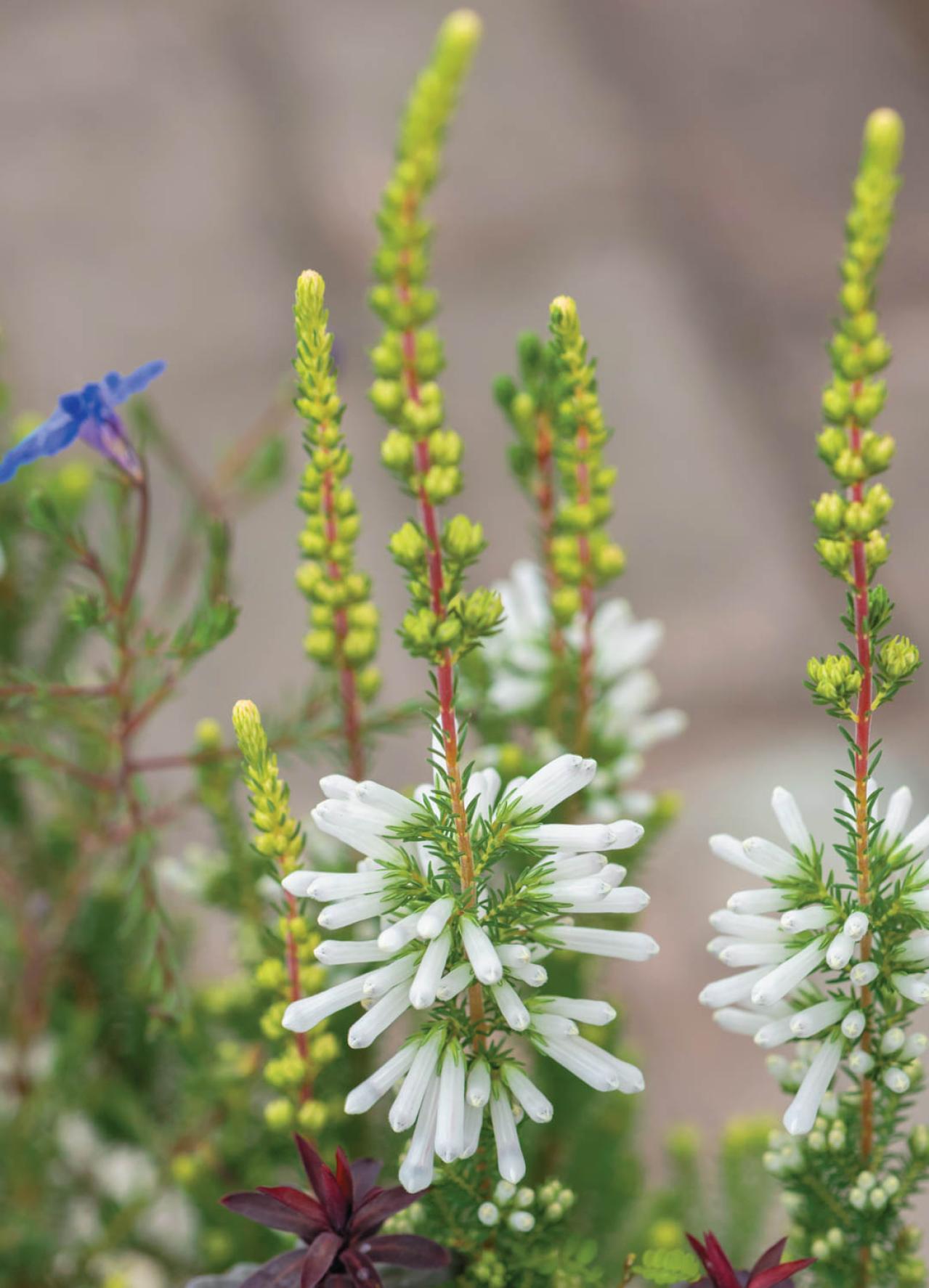 YouTubeが大人気【オニちゃん】直伝！寒さに負けない寄せ植えの作り方とは？（画像8）