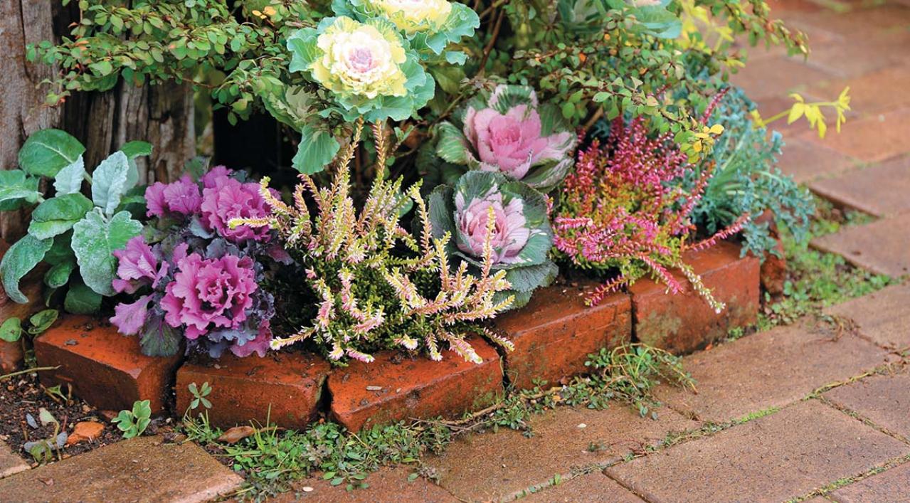 人気園芸店【フローラ黒田園芸】発！ 寒さに強いハボタンで作る冬でも華やかなミニ花壇（画像3）
