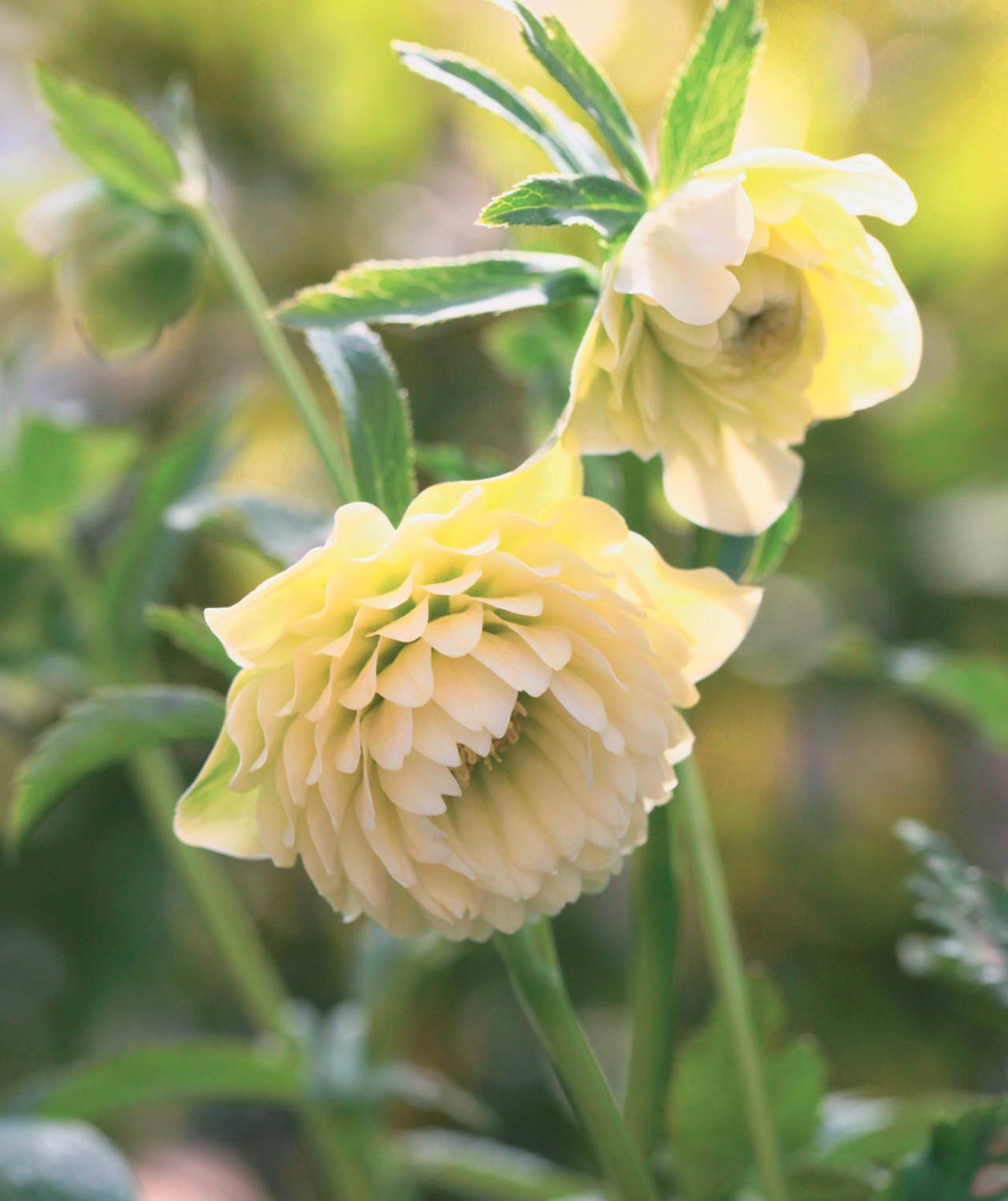 圧倒的なオーラを放つ多弁系【クリスマスローズ】2026年冬・注目の花コレクション（画像3）