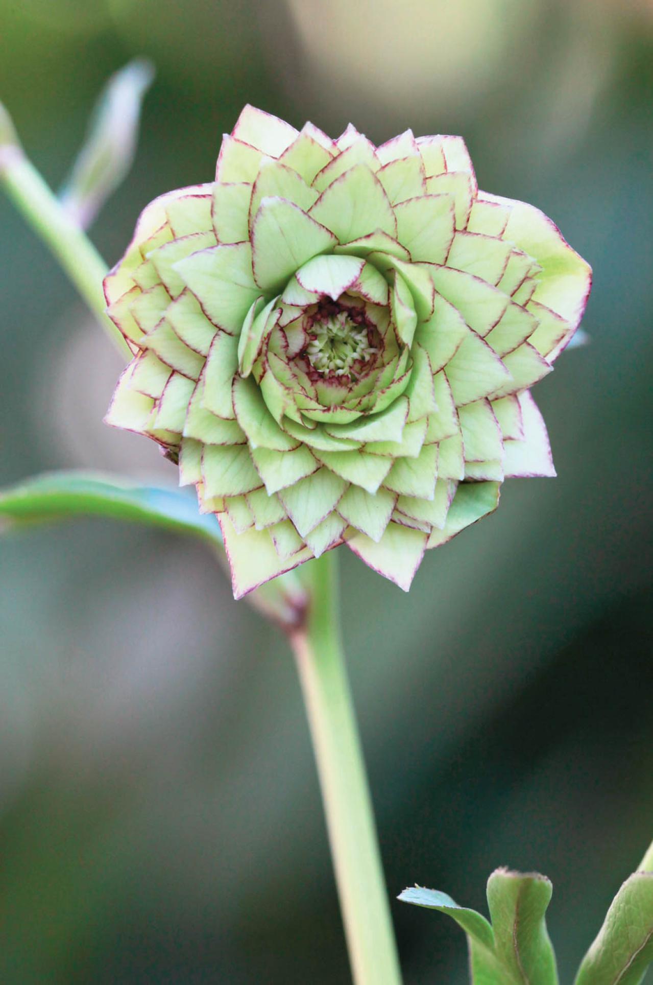 圧倒的なオーラを放つ多弁系【クリスマスローズ】2026年冬・注目の花コレクション（画像7）