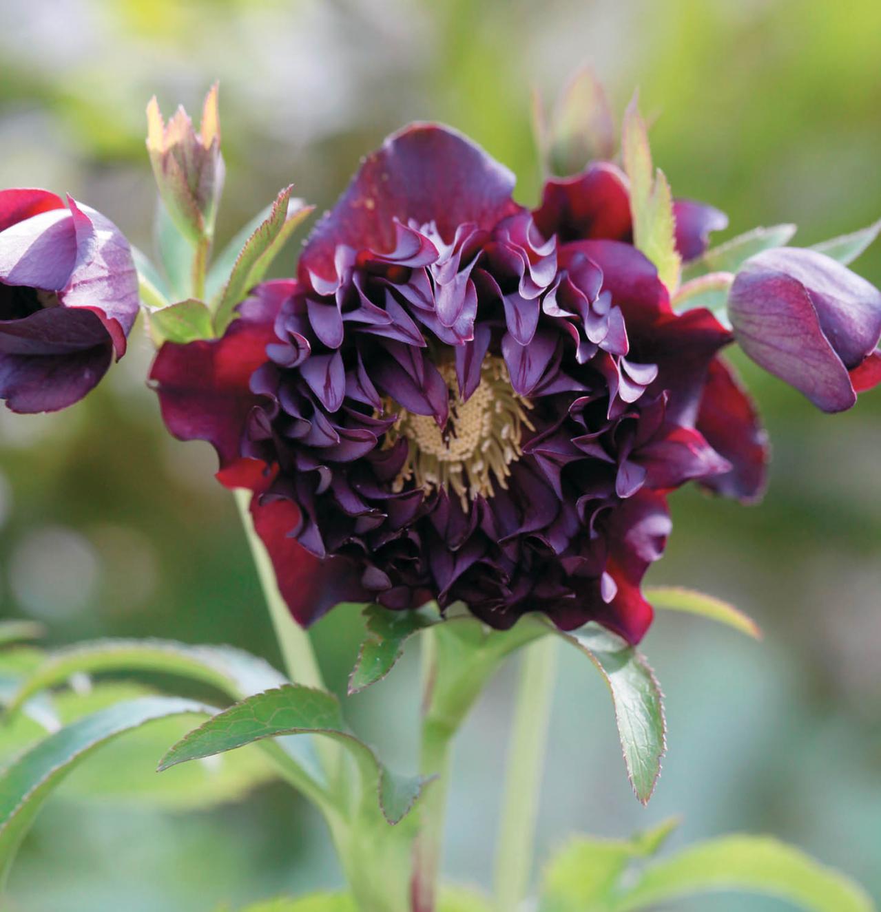 圧倒的なオーラを放つ多弁系【クリスマスローズ】2026年冬・注目の花コレクション（画像2）