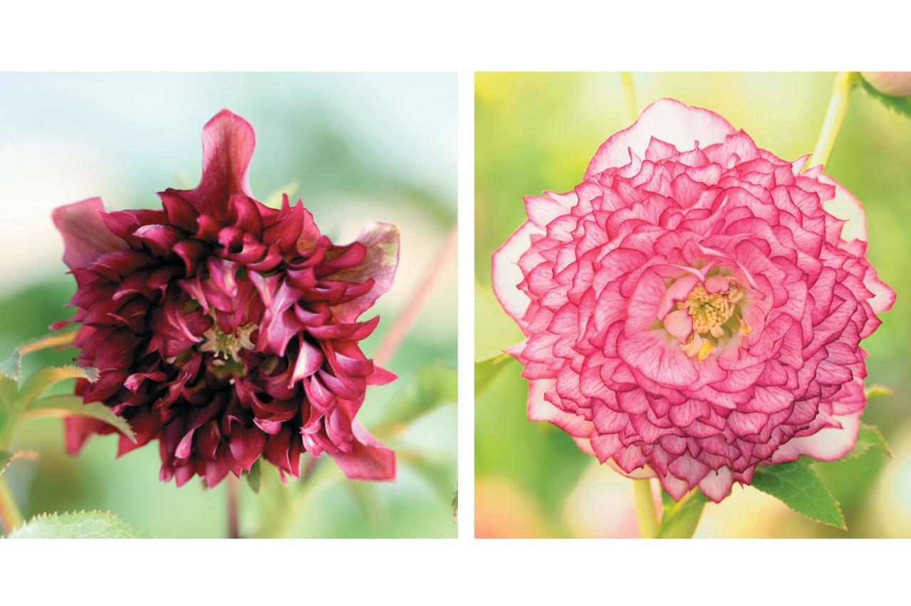 圧倒的なオーラを放つ多弁系【クリスマスローズ】2026年冬・注目の花コレクション