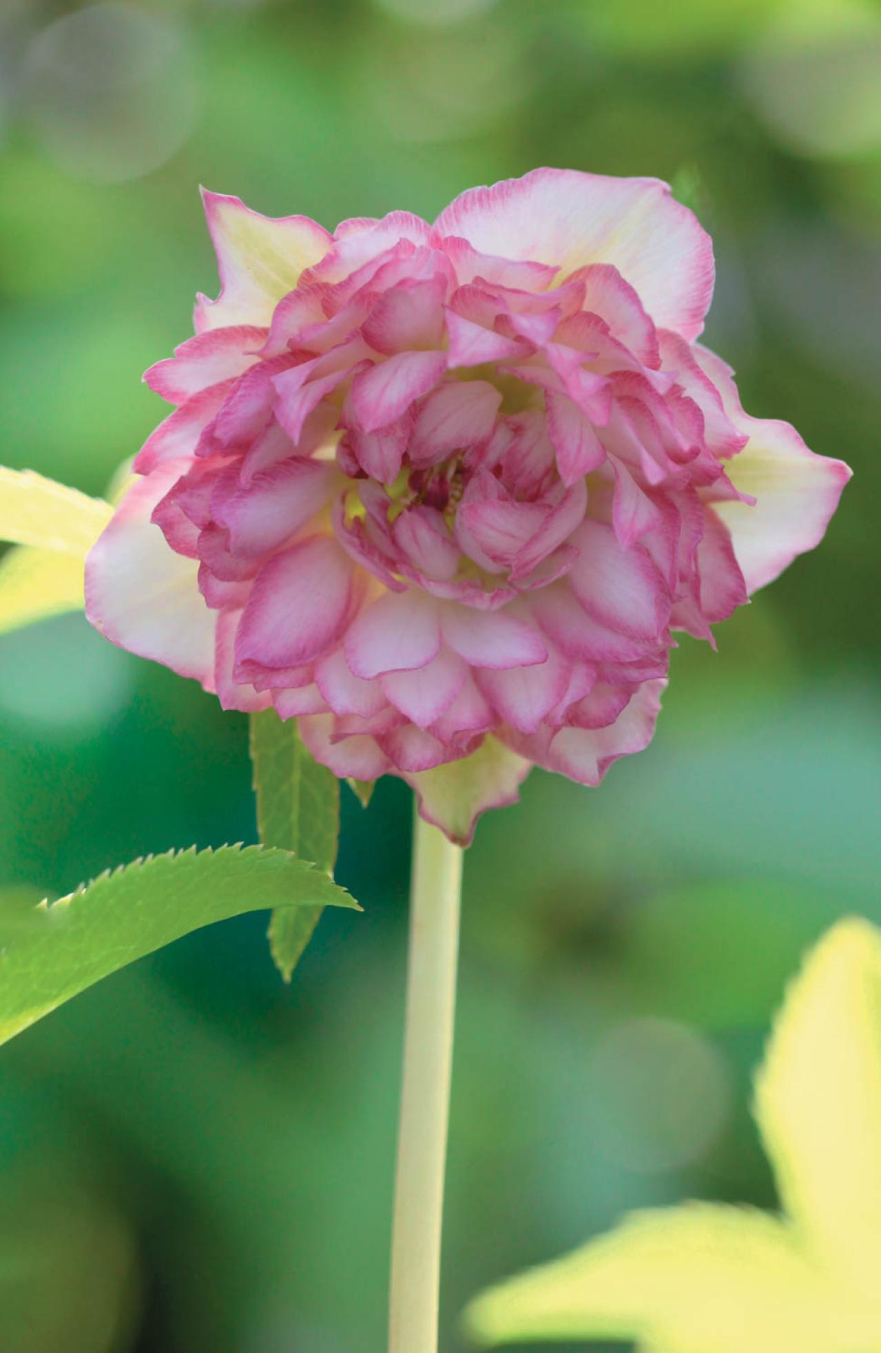 圧倒的なオーラを放つ多弁系【クリスマスローズ】2026年冬・注目の花コレクション（画像6）